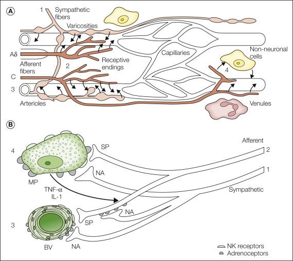 Figure 67-3, A, The micromilieu of nociceptors. The microenvironment of primary afferents is thought to affect the properties of the receptive endings of myelinated (A) and unmyelinated (C) afferent fibers. This has been documented in particular for inflammatory processes, but one may speculate that pathological changes in the direct surroundings of primary afferents may contribute to other pain states as well. The vascular bed consists of arterioles (directly innervated by sympathetic and afferent fibers), capillaries (not innervated and not influenced by nerve fibers), and venules (not directly innervated but influenced by nerve fibers). The micromilieu depends on several interacting components: neural activity in the post-ganglionic noradrenergic fibers (1) supplying blood vessels (3) and release of noradrenaline (NA) and possibly other substances that cause vasoconstriction. Excitation of primary afferents (Aδ and C fibers) (2) causes vasodilatation in precapillary arterioles and plasma extravasation in post-capillary venules (C fibers only) by the release of substance P (SP) and other vasoactive compounds (e.g., calcitonin gene–related peptide [CGRP]). Some of these effects may be mediated by non-neuronal cells such as mast cells and macrophages (4). Other factors that affect control of the microcirculation are the myogenic properties of arterioles (3) and more global environmental influences such as a change in temperature and metabolic state of the tissue. B, Hypothetical relationship between sympathetic noradrenergic nerve fibers (1), peptidergic afferent nerve fibers (2), blood vessels (BV) (3), and macrophages (MP) (4). The activated and sensitized afferent nerve fibers activate macrophages, possibly via release of SP. The immune cells start to release cytokines, such as tumor necrosis factor-α (TNF-α) and interleukin-1 (IL-1), which further activate afferent fibers. SP (and CGRP) released from afferent nerve fibers reacts with neurokinin 1 (NK1) receptors in blood vessels (arteriolar vasodilatation, venular plasma extravasation, neurogenic inflammation). The sympathetic nerve fibers interact with this system on three levels: (1) via adrenoceptors (mainly α) on the blood vessels (vasoconstriction), (2) via adrenoceptors (mainly β) on macrophages (further release of cytokines), and (3) via adrenoceptors (mainly α) on afferent blood vessels (further sensitization of these fibers).