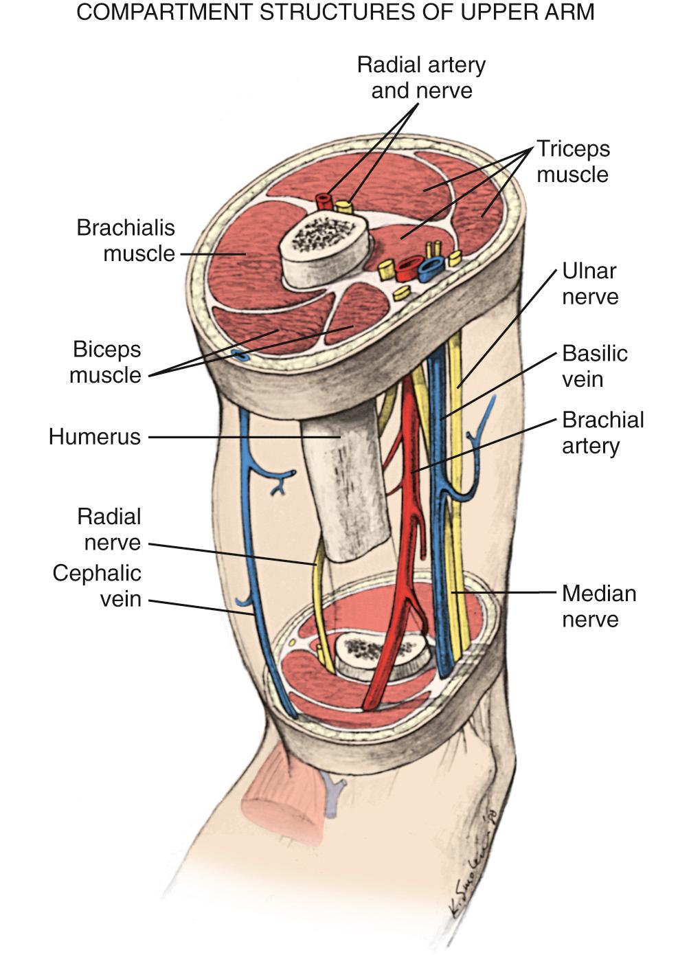 FIG 28.1, Major neurovascular structures of the elbow.
