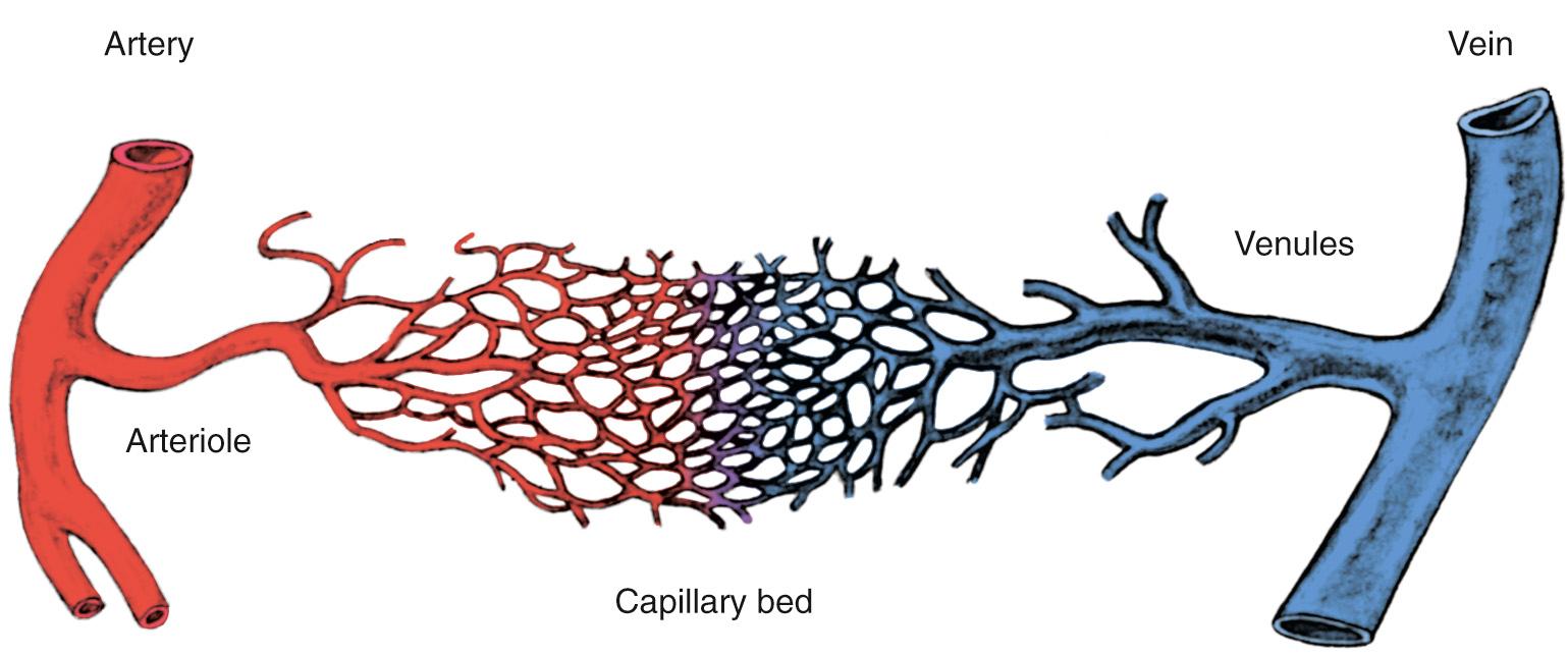 FIG 28.4, An arterial injury is a disease of the large vessels, whereas a compartment syndrome is a disease of small vessels.