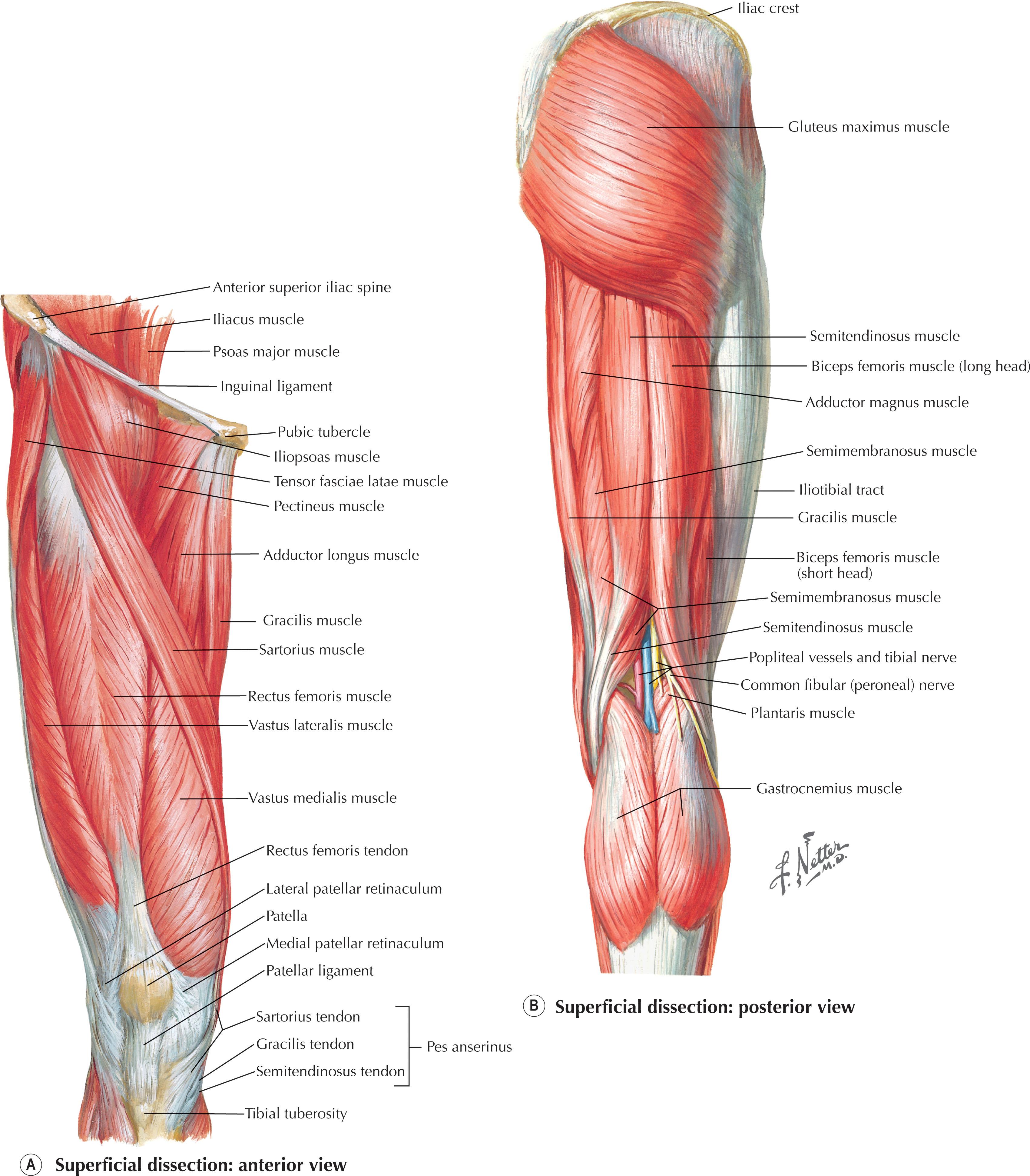 Figure 1.12, Muscles of the thigh.