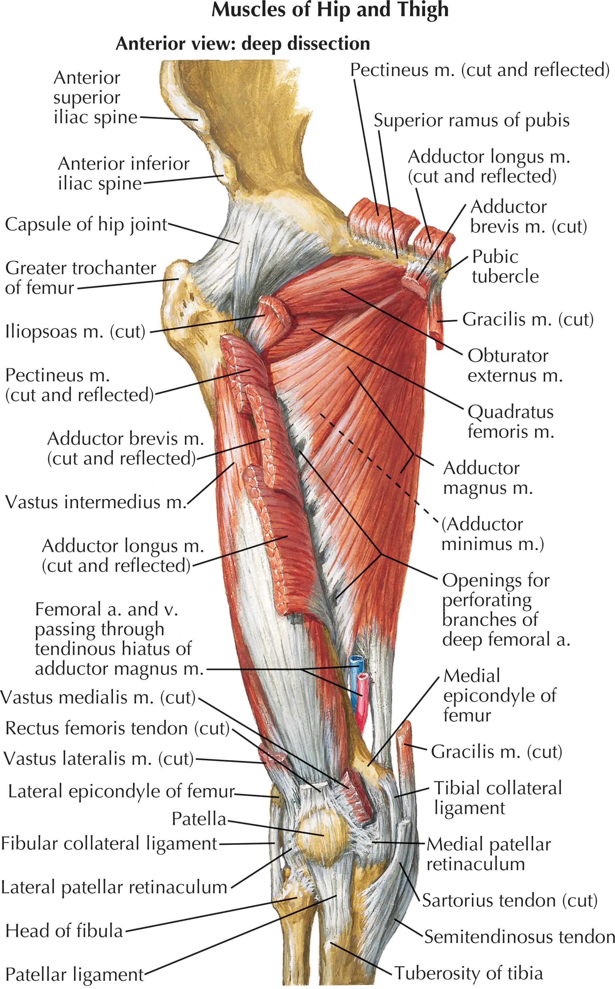 Figure 1.13, Muscles of the thigh, deep dissection: anterior view.