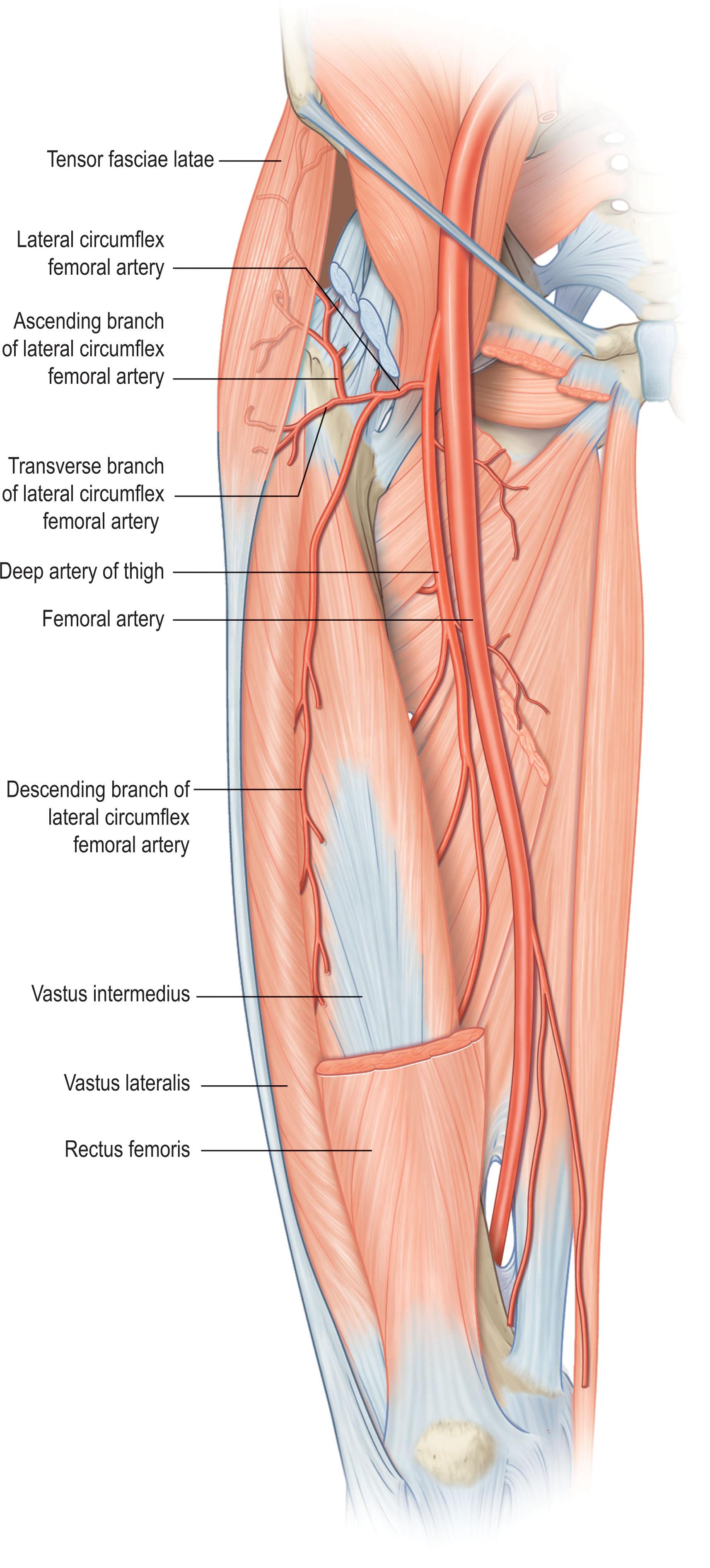 Figure 1.16, Lateral circumflex femoral artery (LCFA).