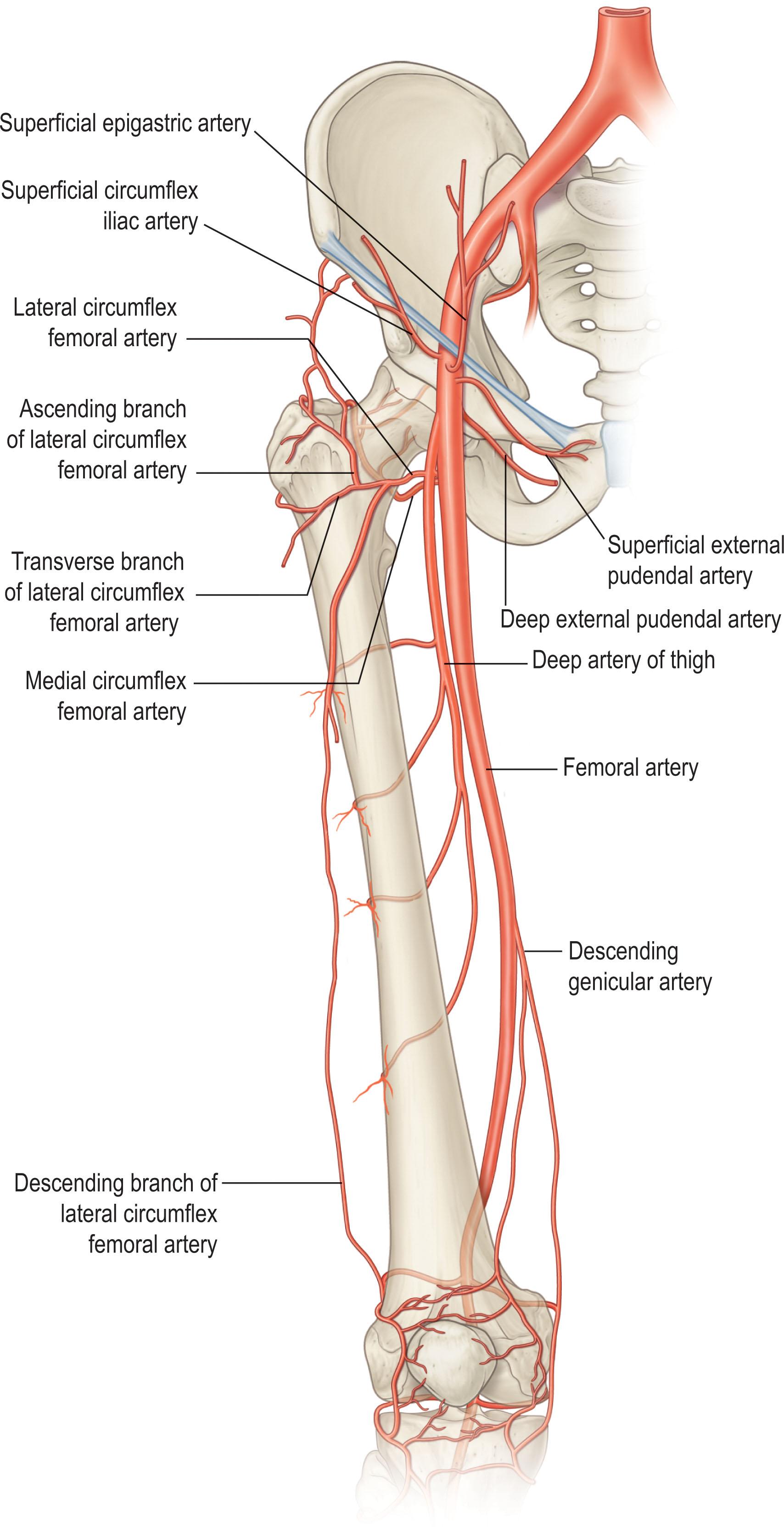 Figure 1.17, Profunda femoris perforating branches.