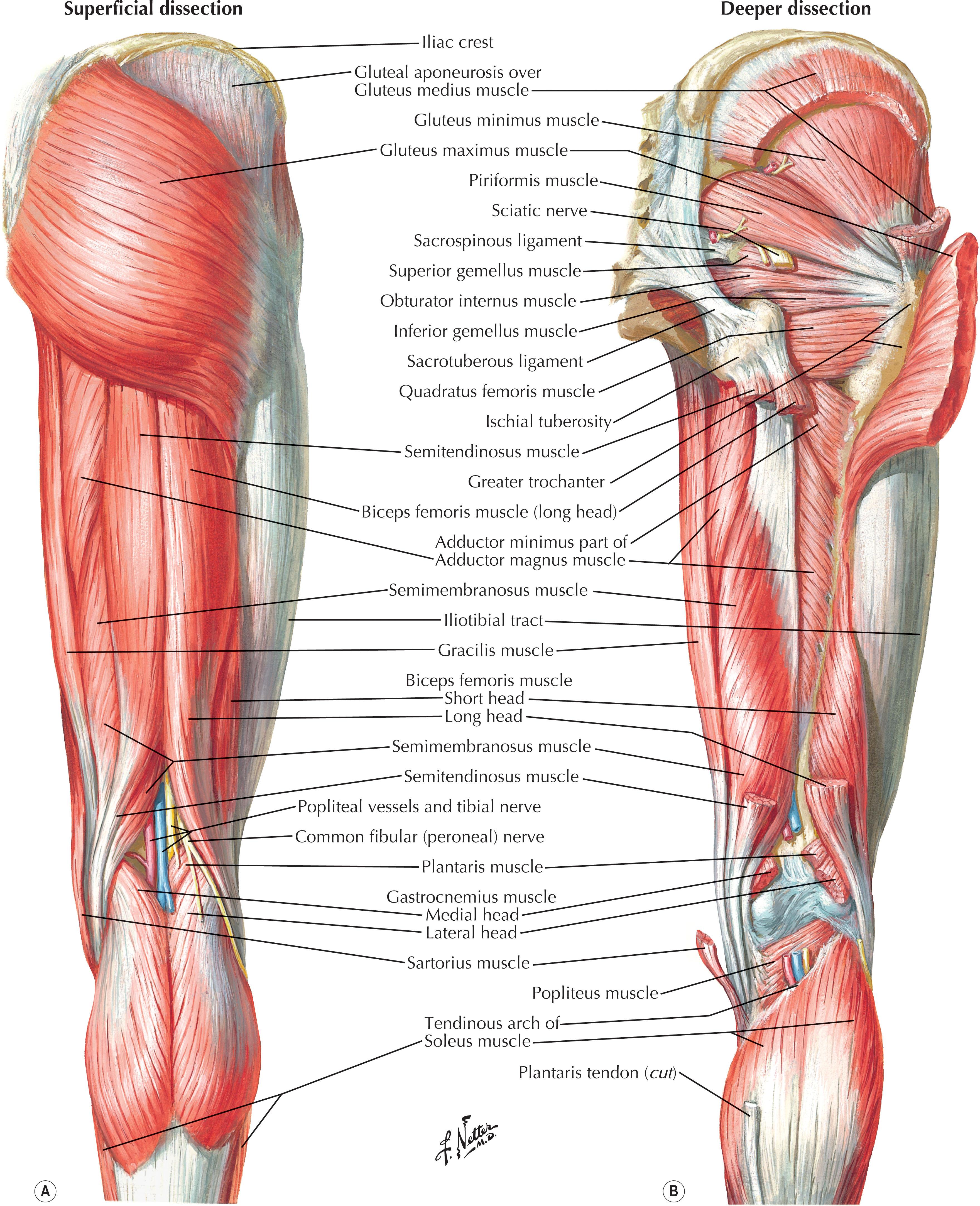 Figure 1.3, Muscles of hip and thigh: posterior views.