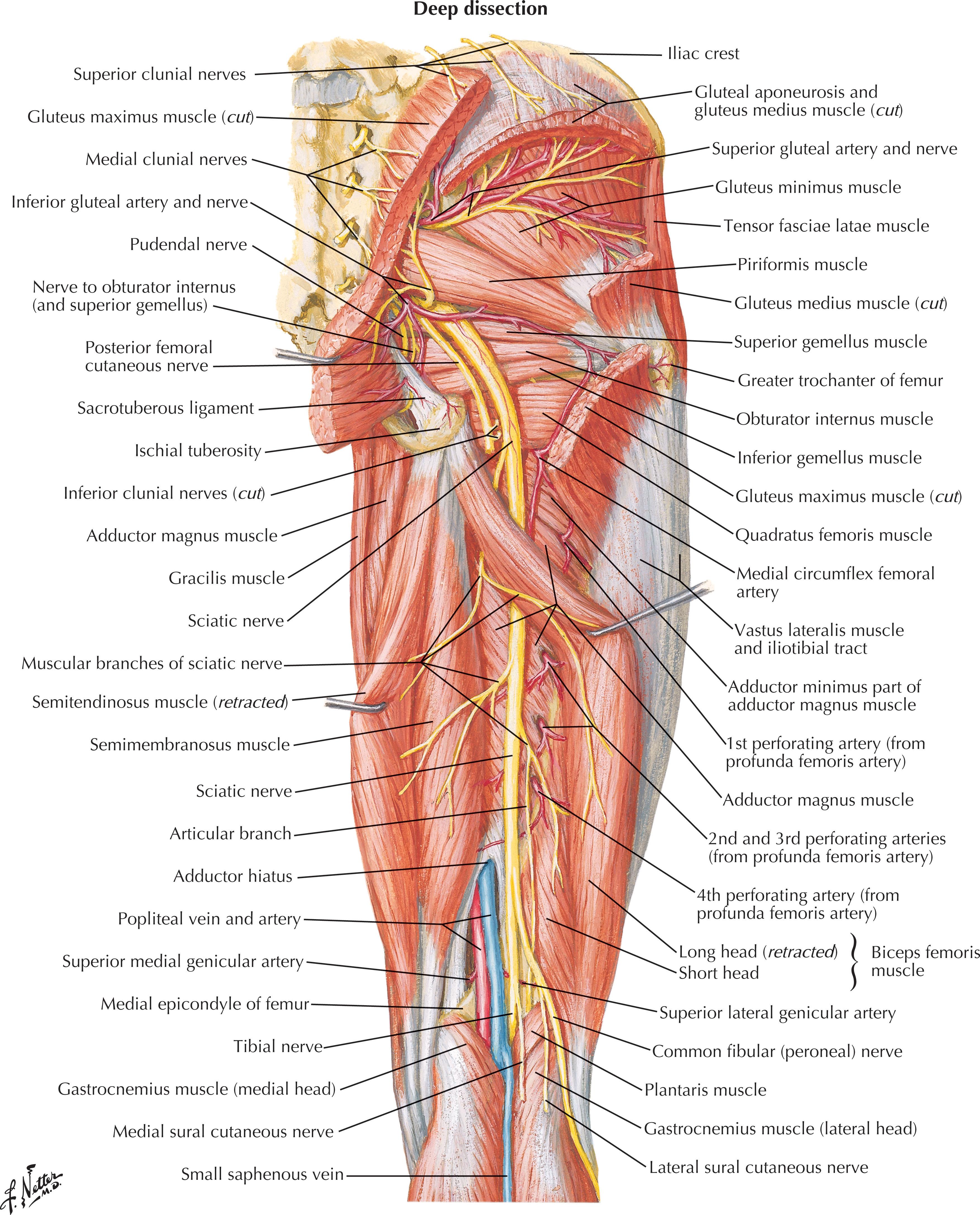 Figure 1.4, Arteries and nerves of thigh: deep dissection (posterior view).