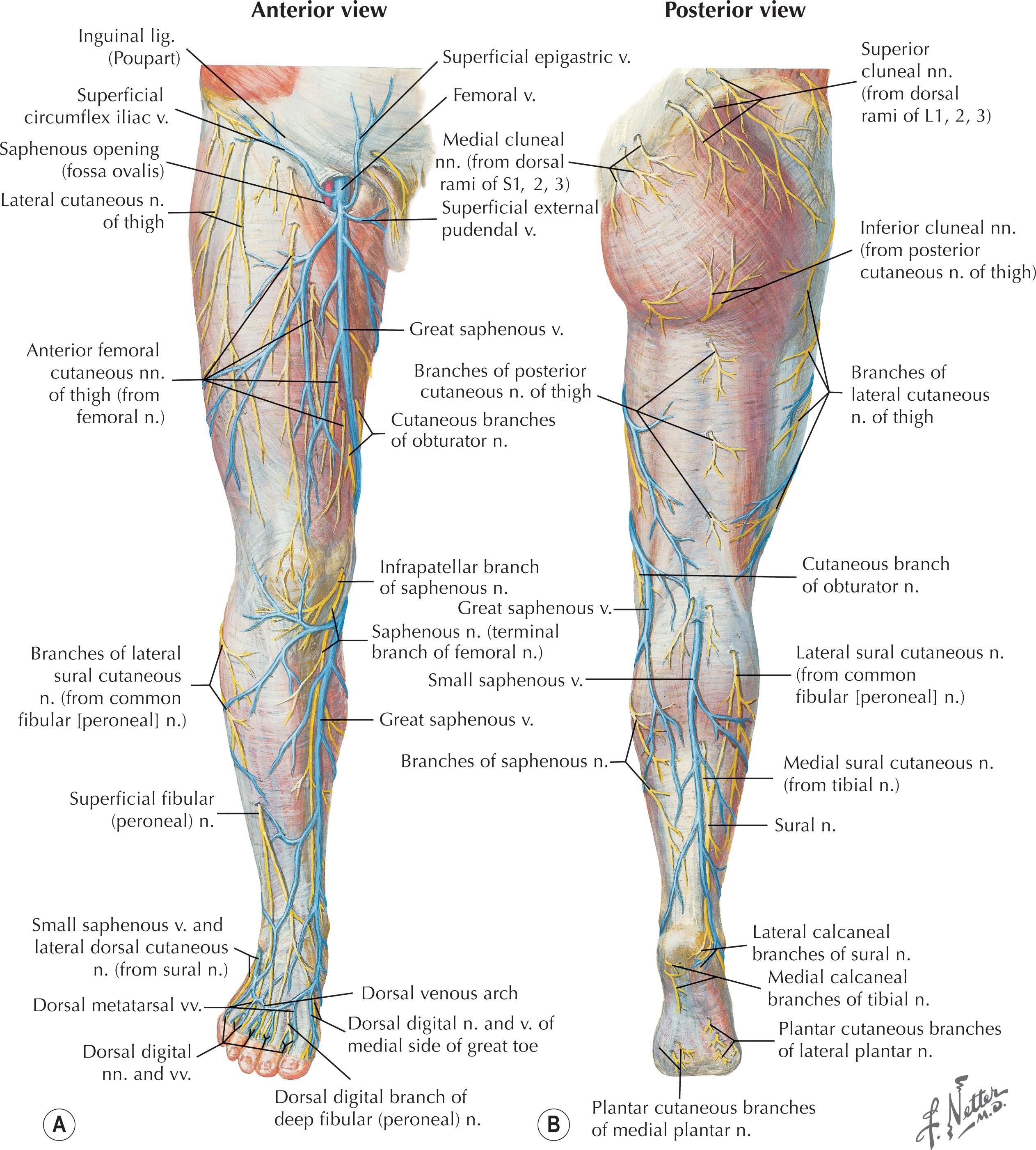 Figure 1.6, Surface anatomy: superficial veins and nerves.