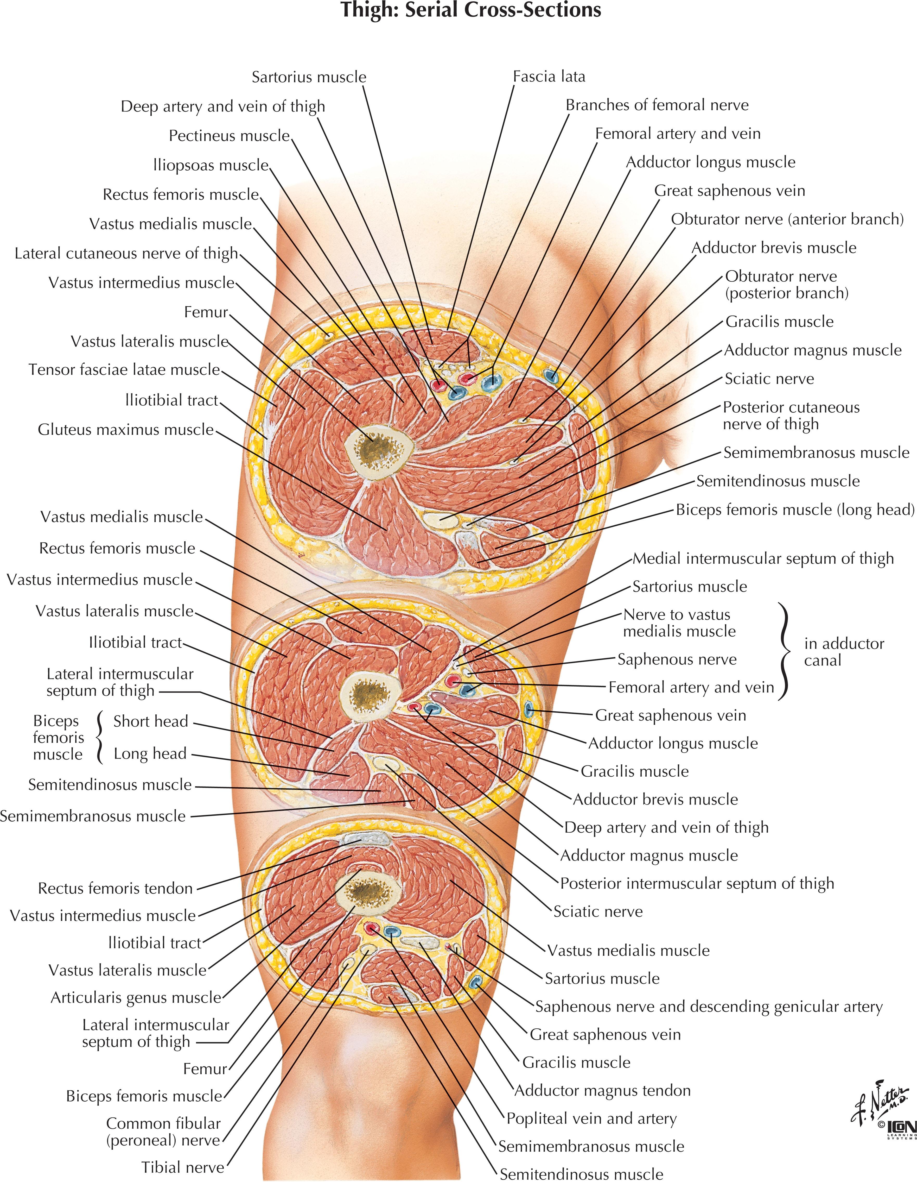 Figure 1.8, Thigh: serial cross-sections.