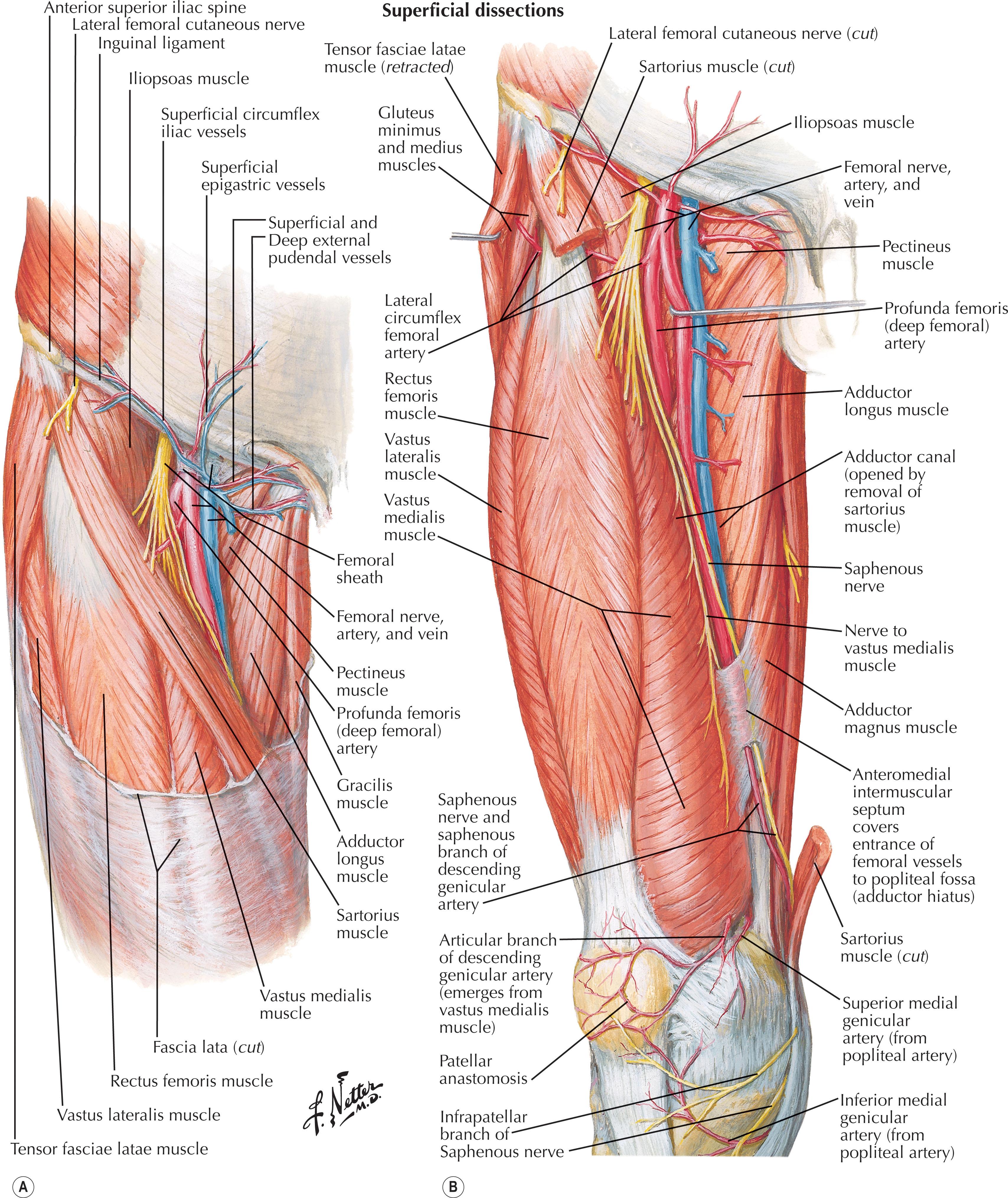 Figure 1.9, Arteries and nerves of thigh: anterior views.