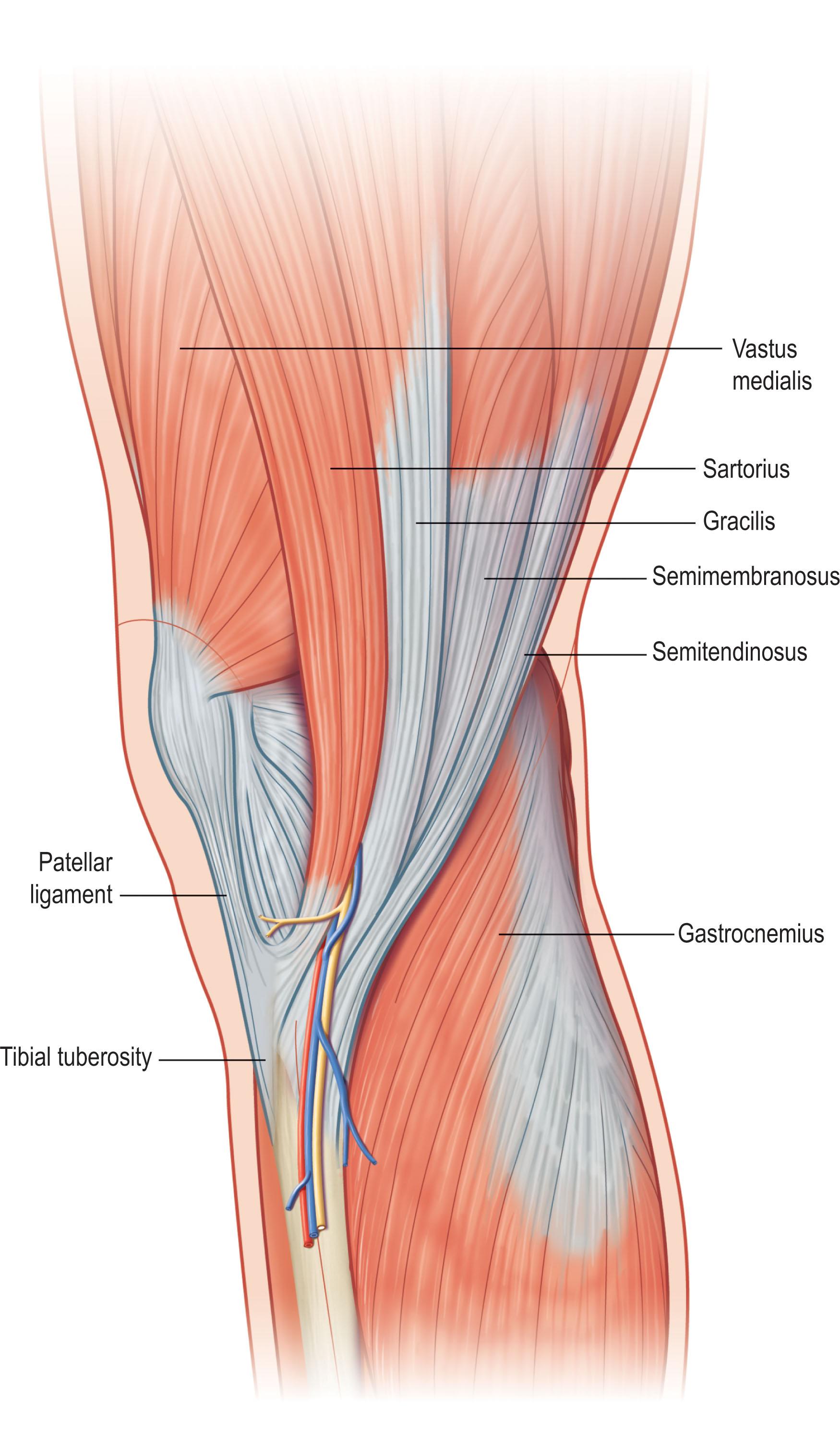 Figure 1.10, Pes anserinus.