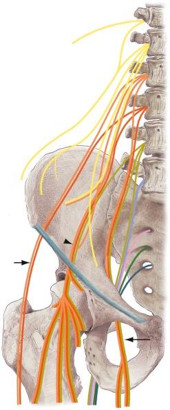 FIGURE 35–7, Normal anatomy of the obturator nerve. The L2, L3, and L4 nerve roots give contributions to the obturator nerve (long arrow), which is formed within the substance of the psoas muscle. Shown are the lateral femoral cutaneous nerve (short arrow) and the femoral nerve and its branches (arrowhead). L2, Second lumbar (vertebra); L3, third lumbar; L4, fourth lumbar.