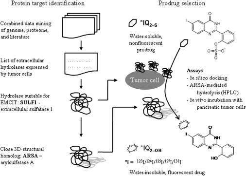 Figure 17.1, Schematic of Enzyme-Mediated Cancer Imaging and Therapy (EMCIT) Showing Overall Data Mining Approach Used To Identify Hydrolases for Radiolabeled Quinazolinone Derivative Substrates.