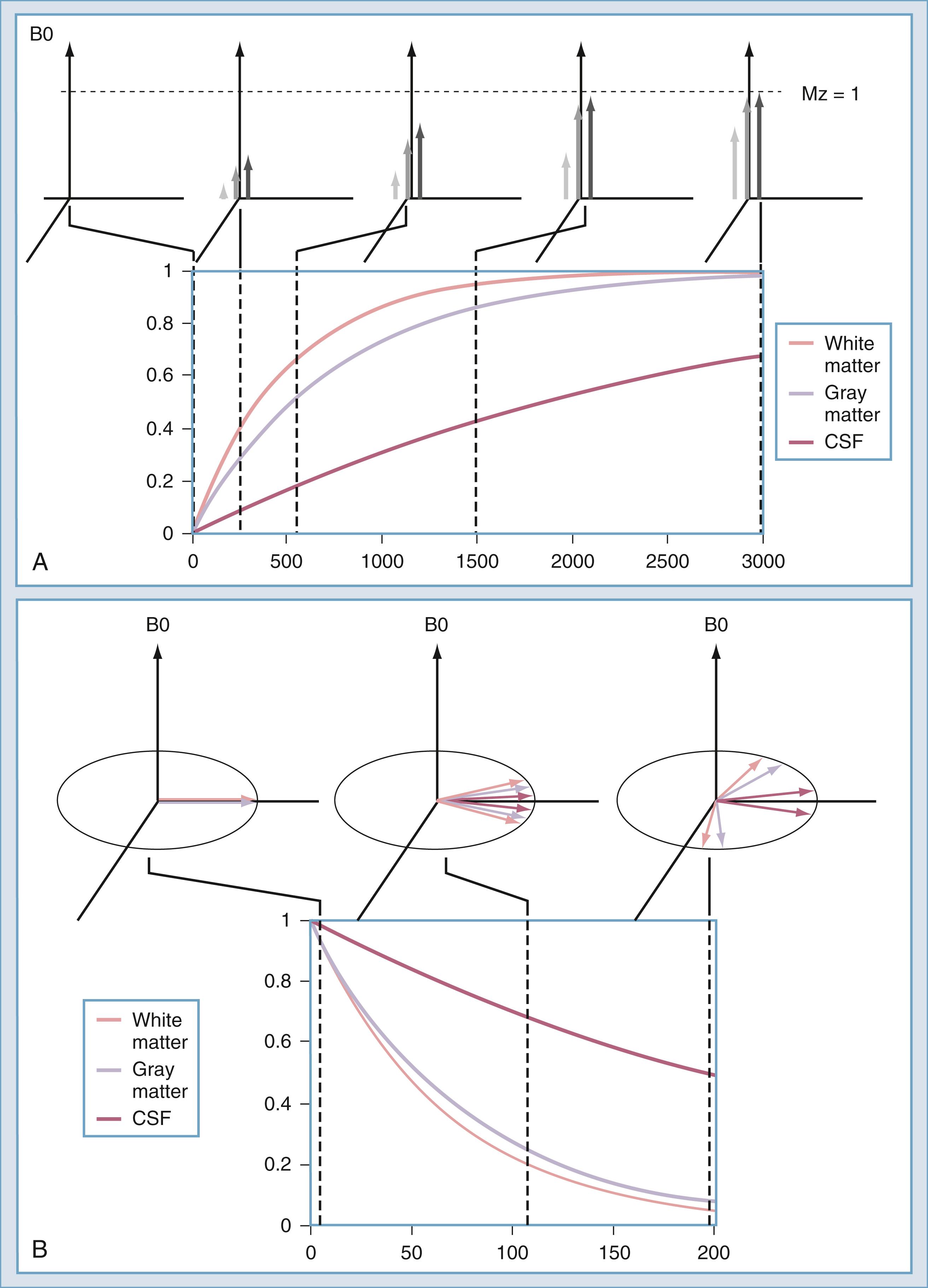 Figure 10.16, (A) Recovery of longitudinal magnetization (Mz) versus time for three substances with different T1 values. (B) Decay of Mx versus time for three substances with different T2 values. CSF, Cerebrospinal fluid.