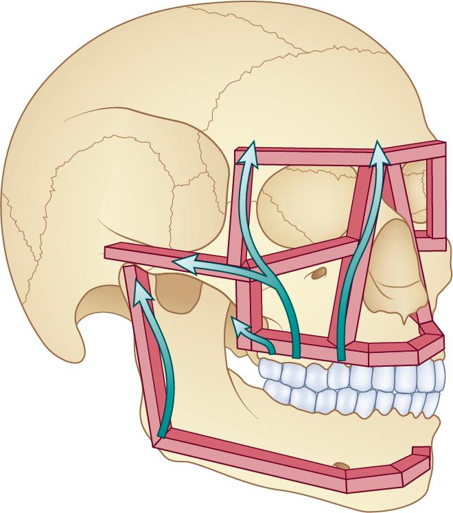 Fig. 7.1, Horizontal and vertical pillars of the midface.