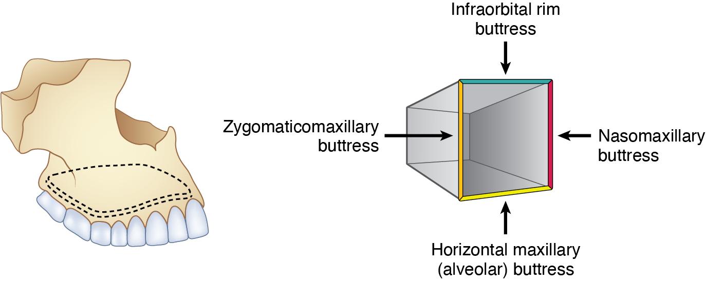 Fig. 7.2, Hexahedral structure of the midface.