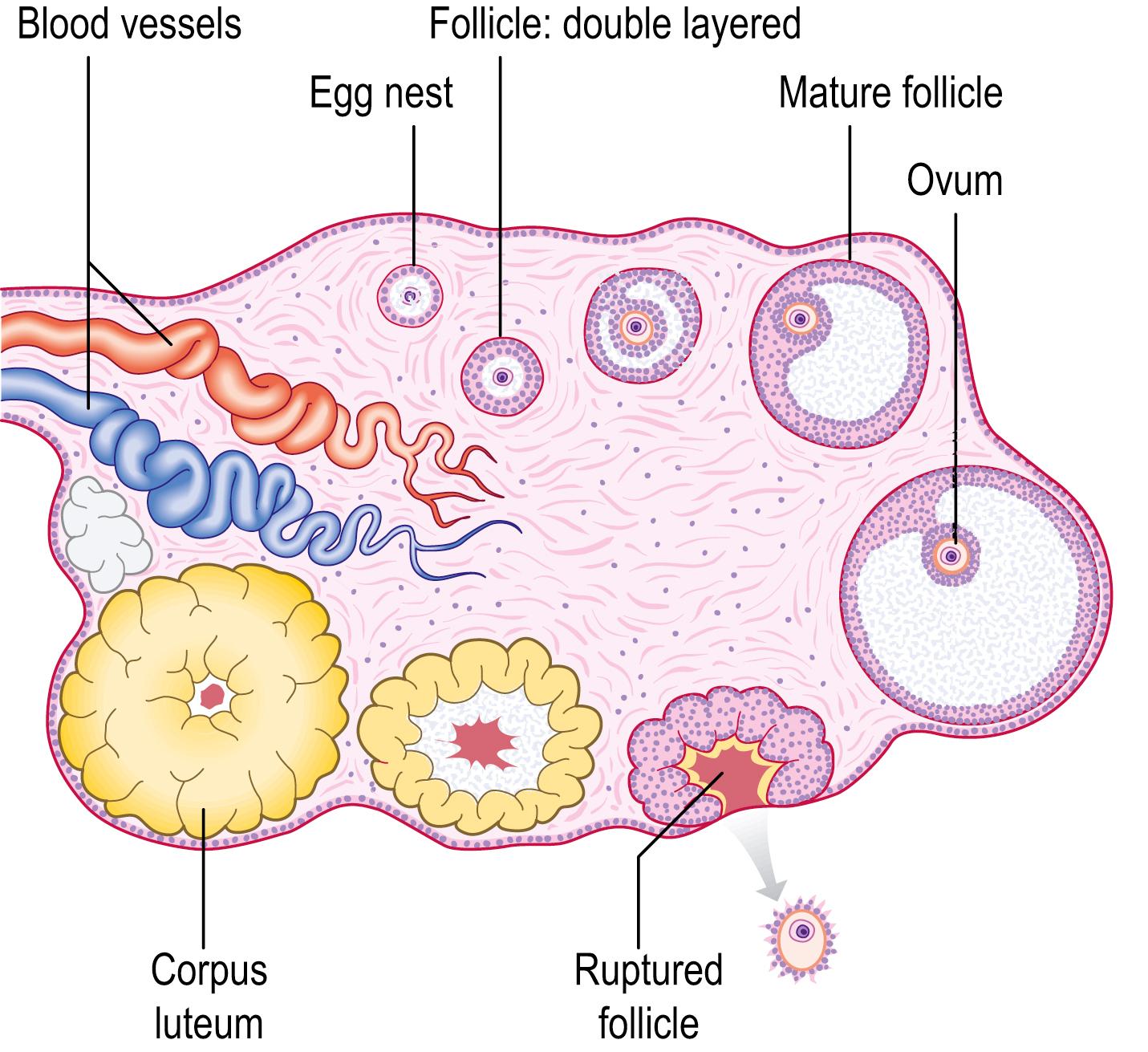 Fig. 2.3, Development and maturation of the Graafian follicle.