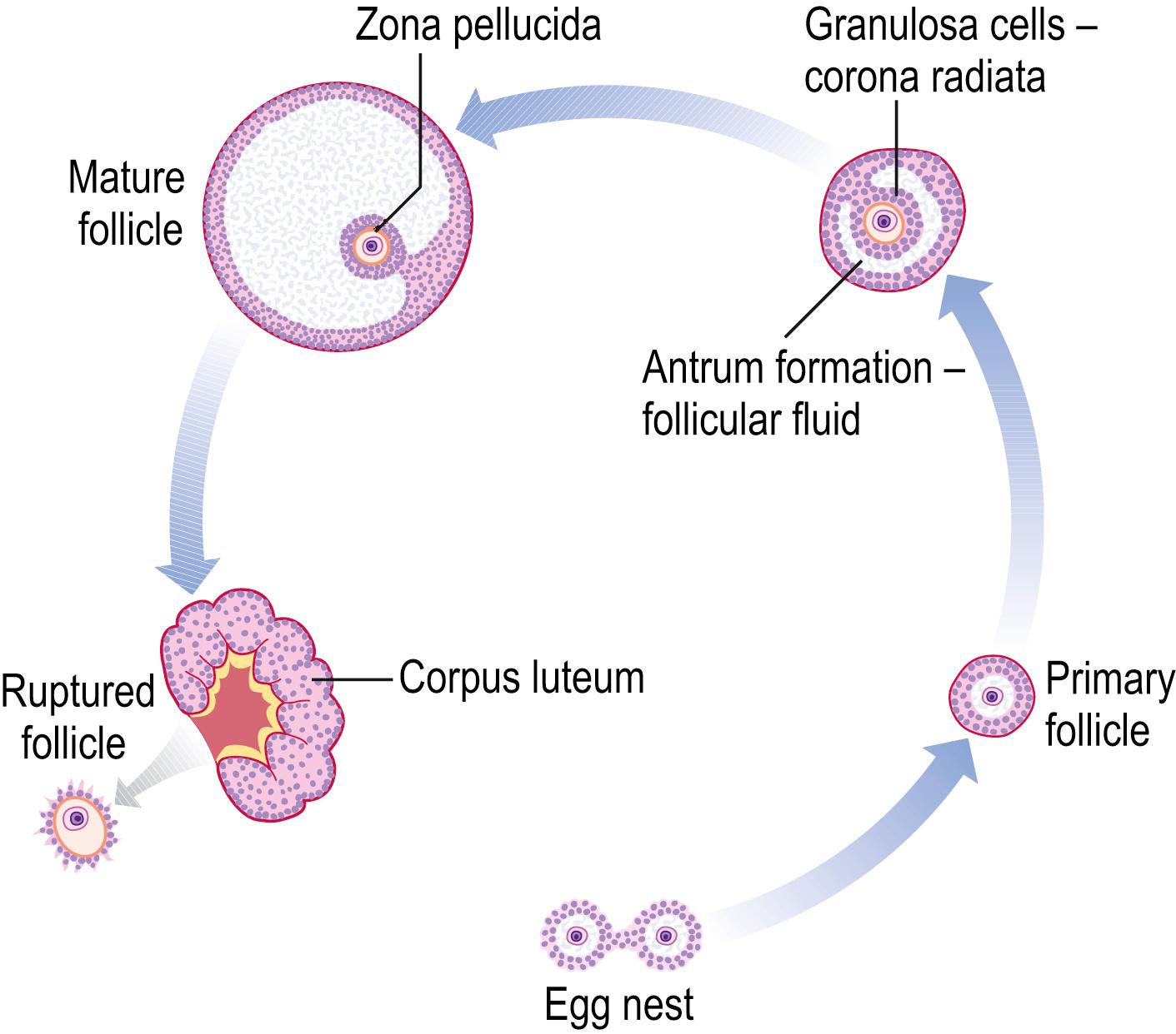 Fig. 2.4, Ovulation and corpus luteum formation.