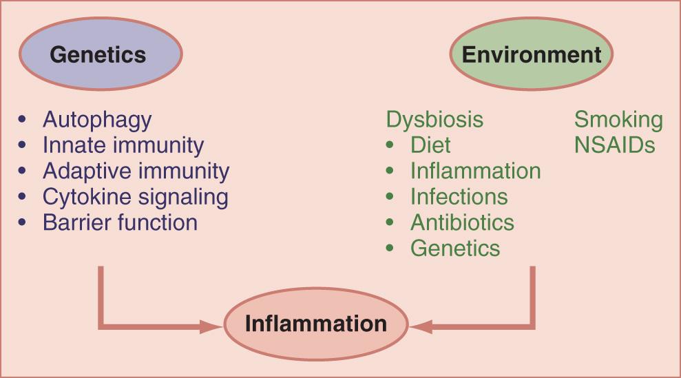FIGURE 161.1, Pathogenesis of inflammatory bowel disease. NSAIDs , Nonsteroidal antiinflammatory drugs.