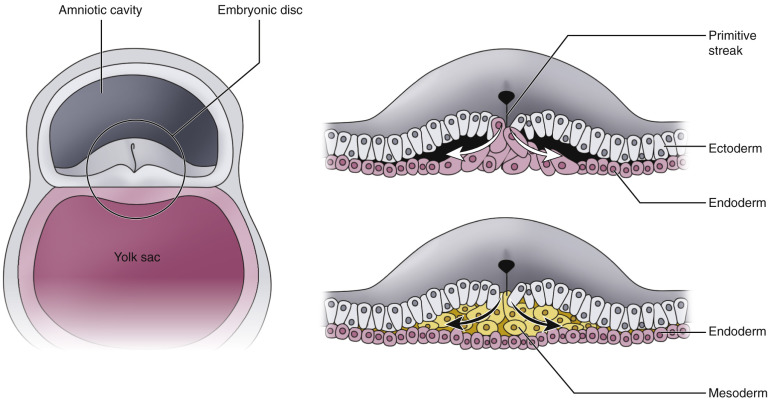 FIG 35-1, Illustration of gastrulation. Cross-sectional representation of cell migration at the primitive pit. The primitive pit forms at the rostral end of the primitive streak. Cells ingress from the ectoderm to the interface between ectoderm and endoderm, migrating laterally on both sides within this interface to form the mesoderm.