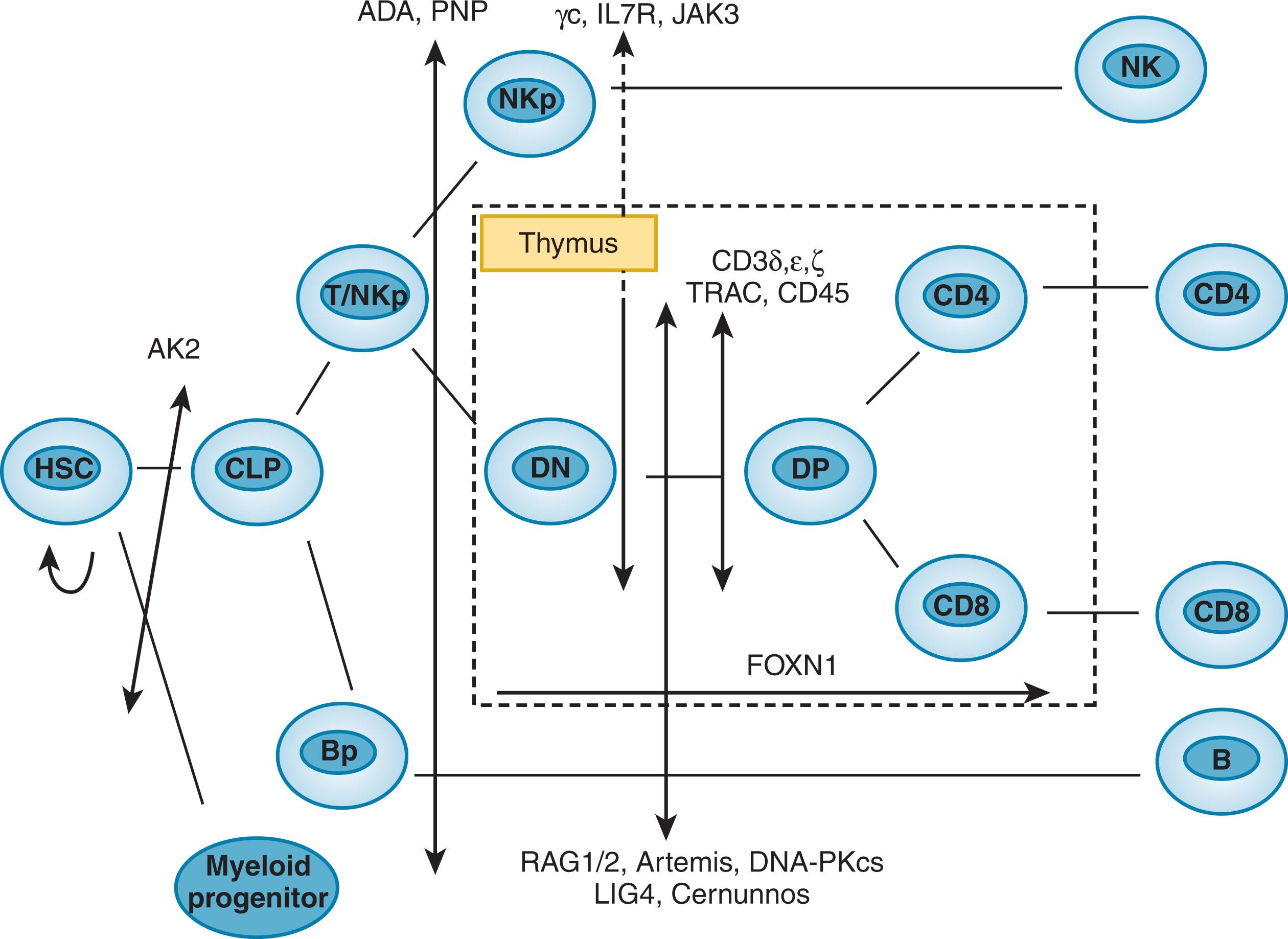 Figure 52.1, GENETIC DEFECTS ASSOCIATED WITH SEVERE COMBINED IMMUNE DEFICIENCY (SCID).