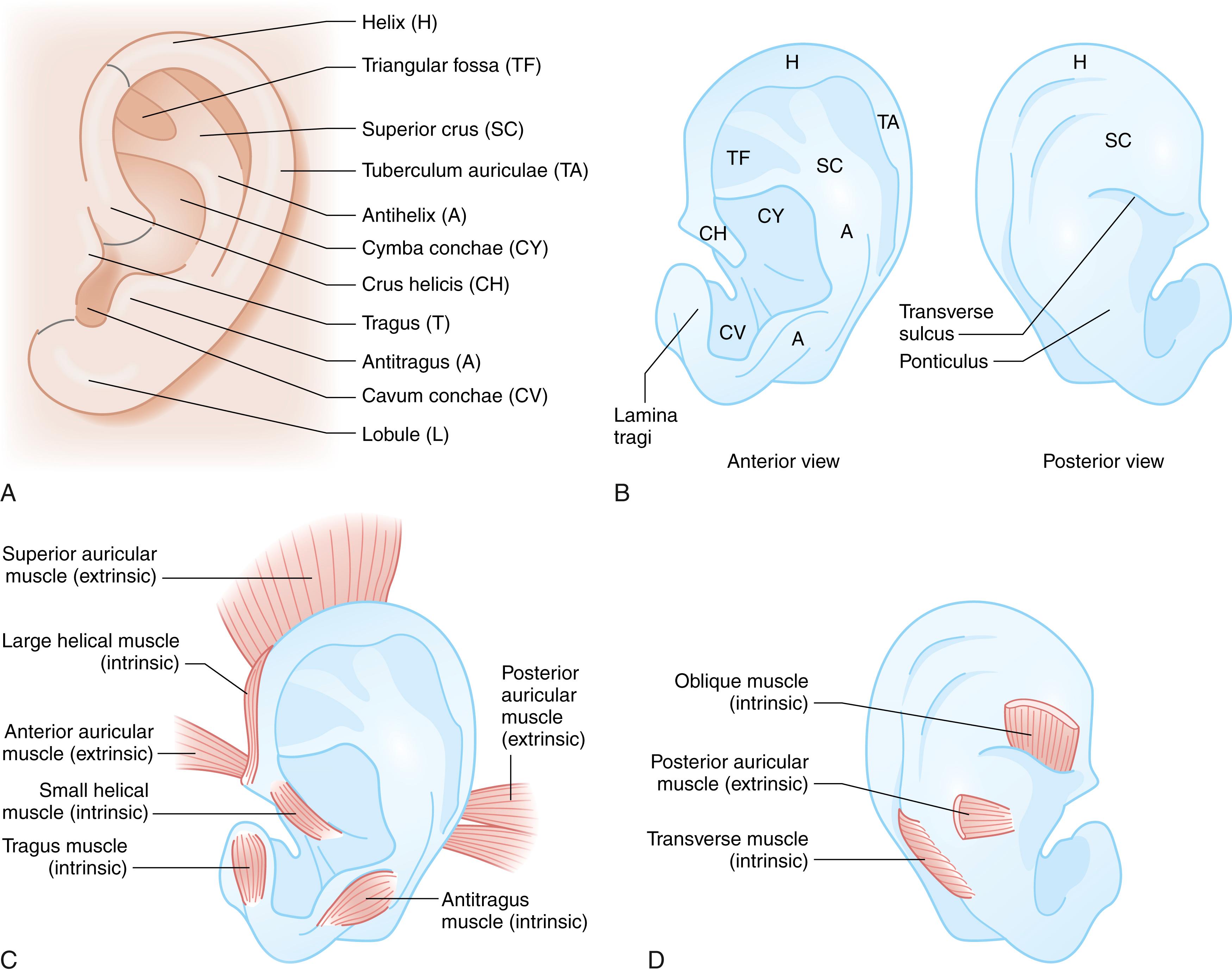 Fig. 18.3, External ear anatomy, including illustration of anterior and posterior views of ear cartilage anatomy, as well as extrinsic and intrinsic auricular muscles.