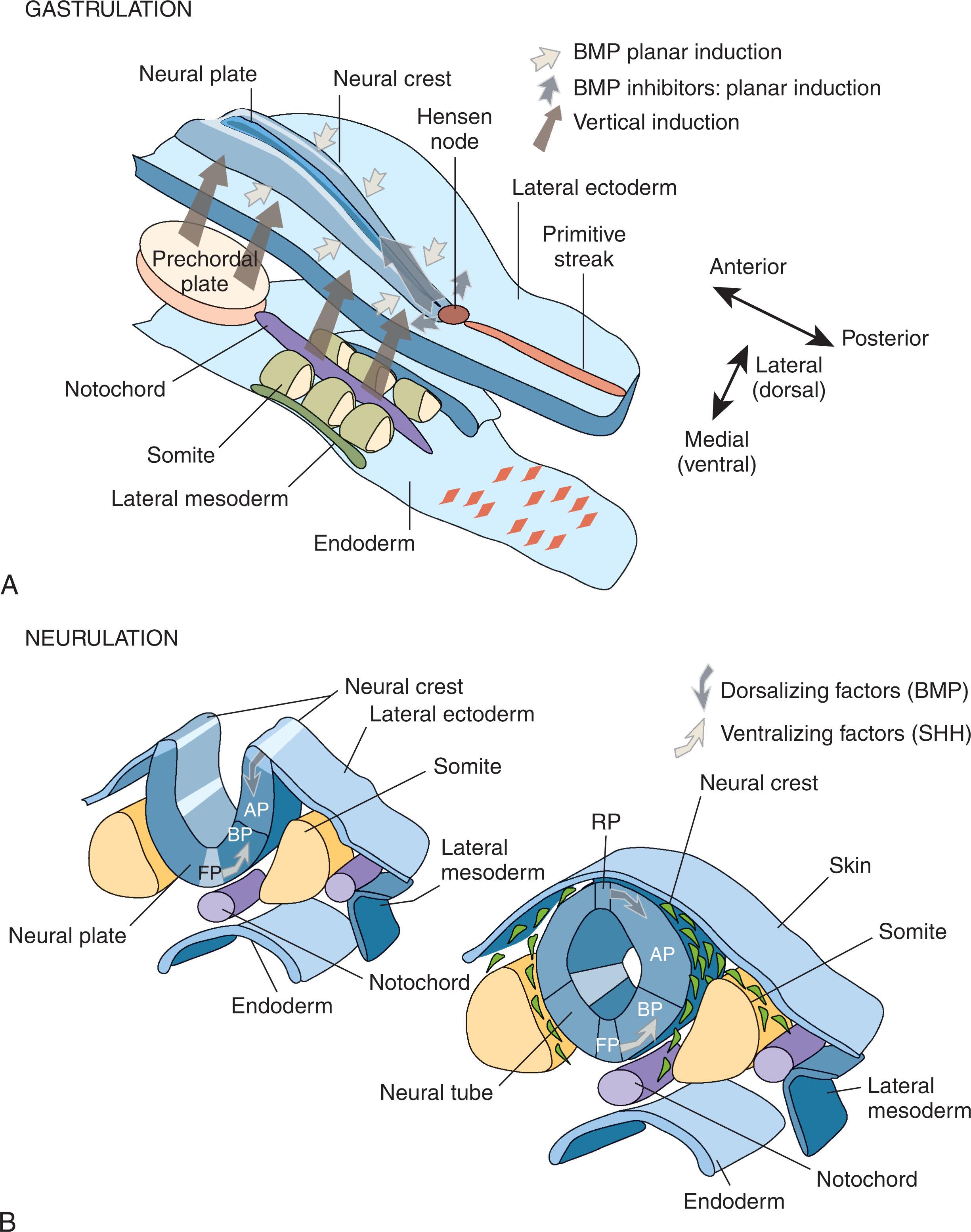 Fig. 53.1, Formation of the Neural Tube.