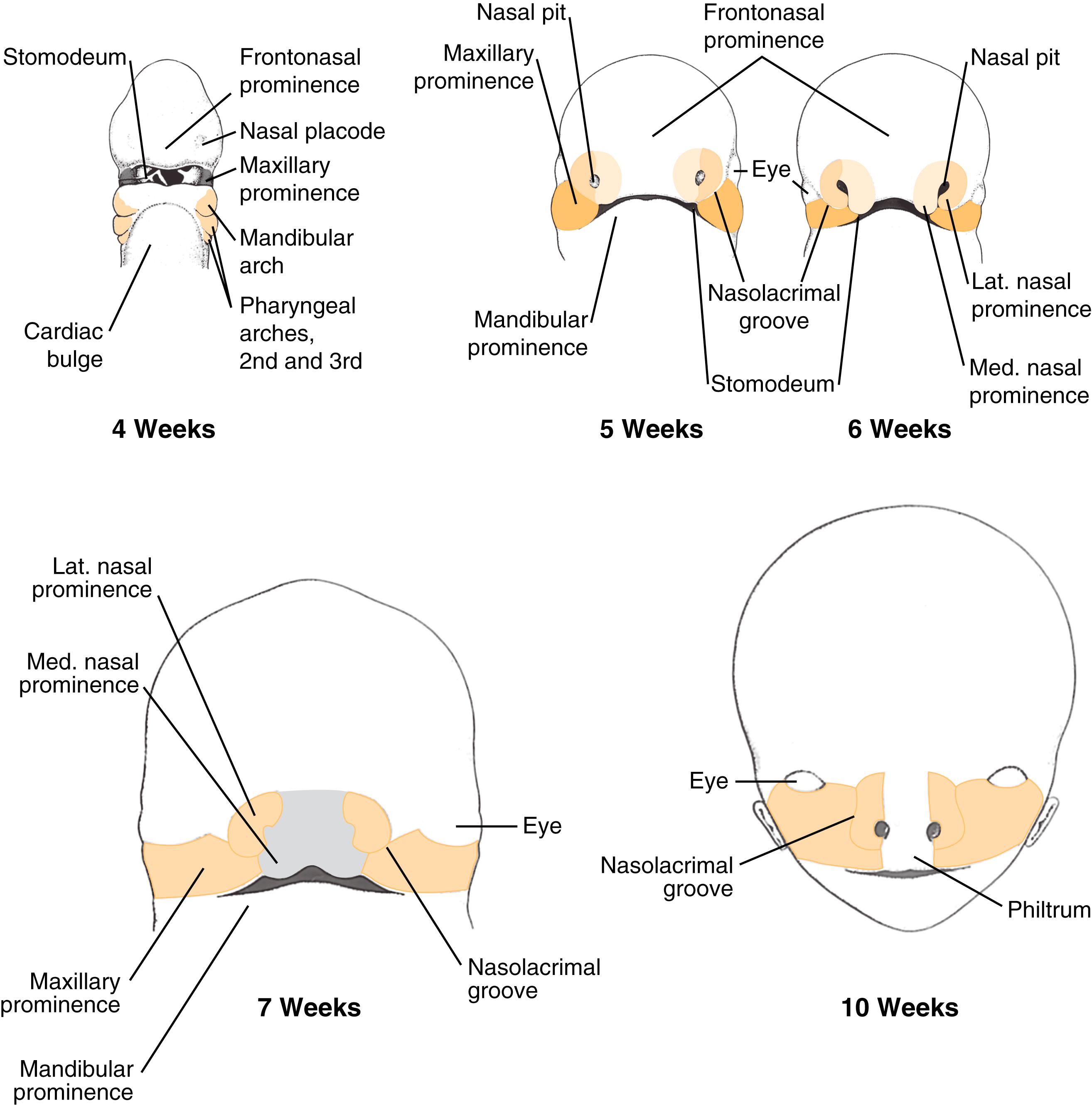 Fig. 5.8, Embryo at weeks 4, 5, 6, 7, and 10, showing the developing nasal structures. Lat, Lateral; med, medial.