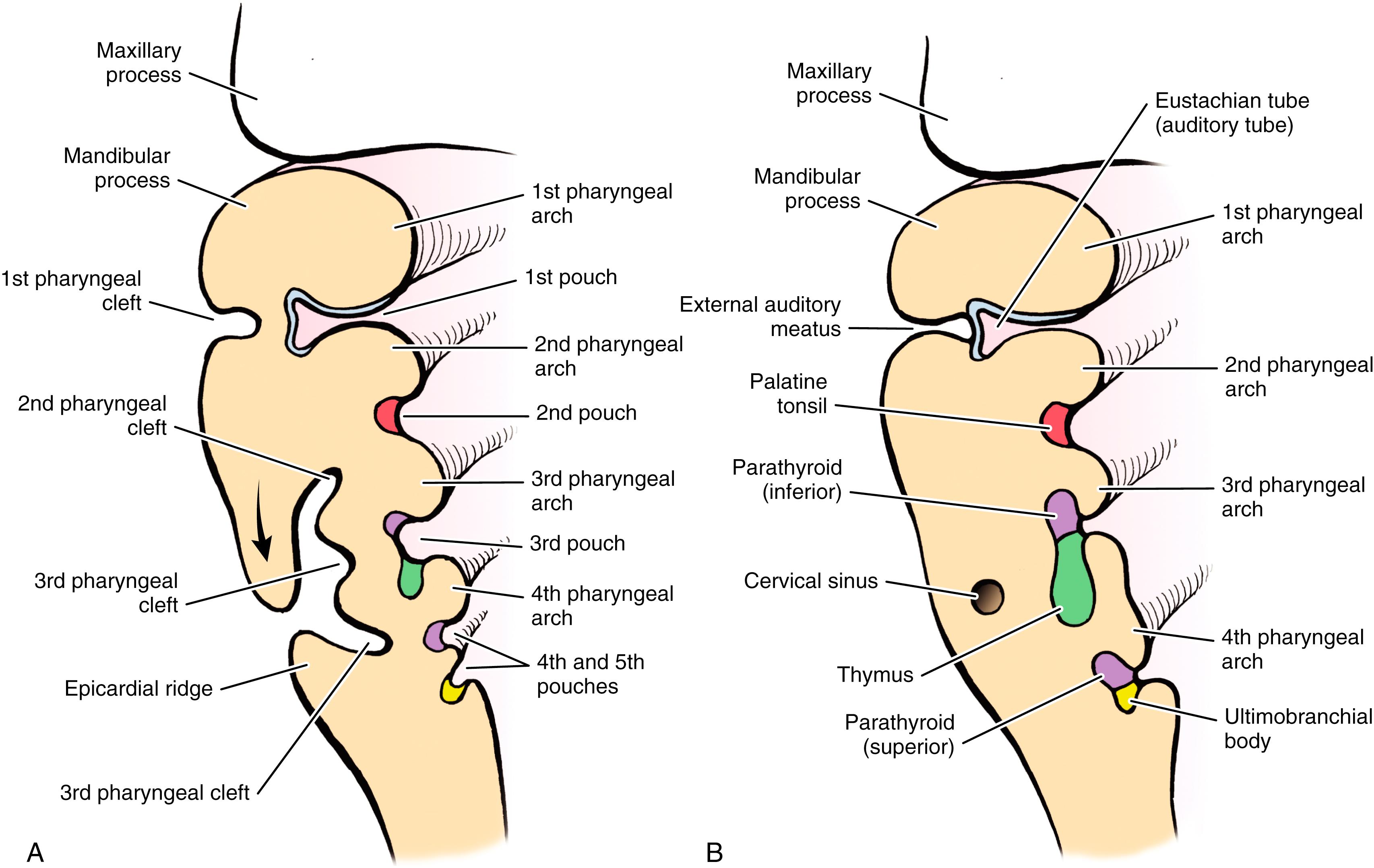 Fig. 23.4, (A) Derivatives of the pharyngeal pouches and formation of the cervical sinus. (B) Maturation of the pharyngeal pouches.