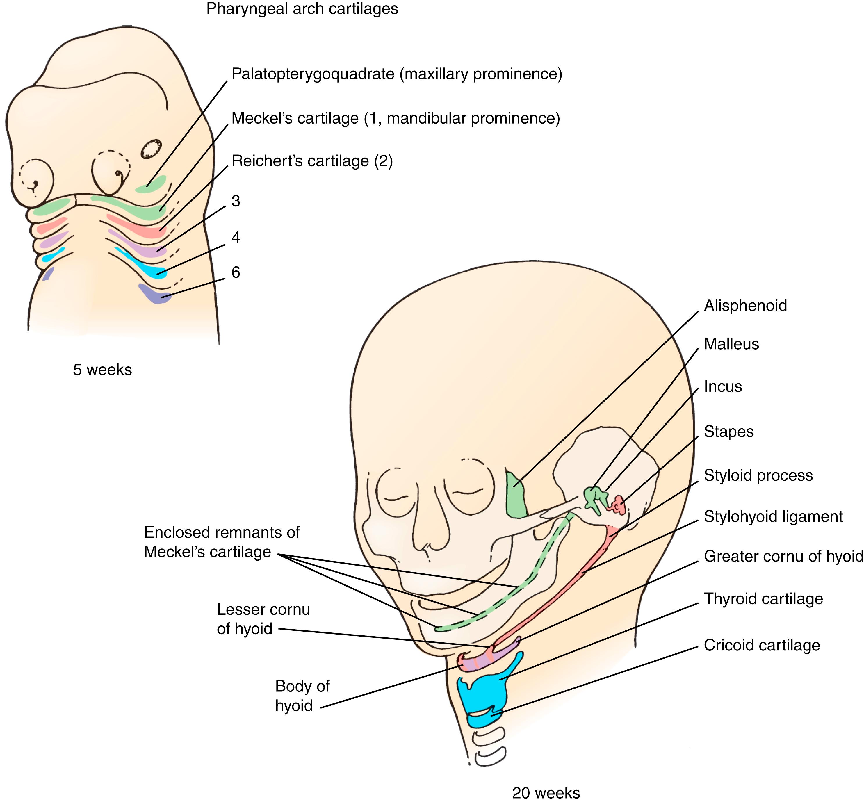 Fig. 23.5, Fate of pharyngeal arch cartilages.