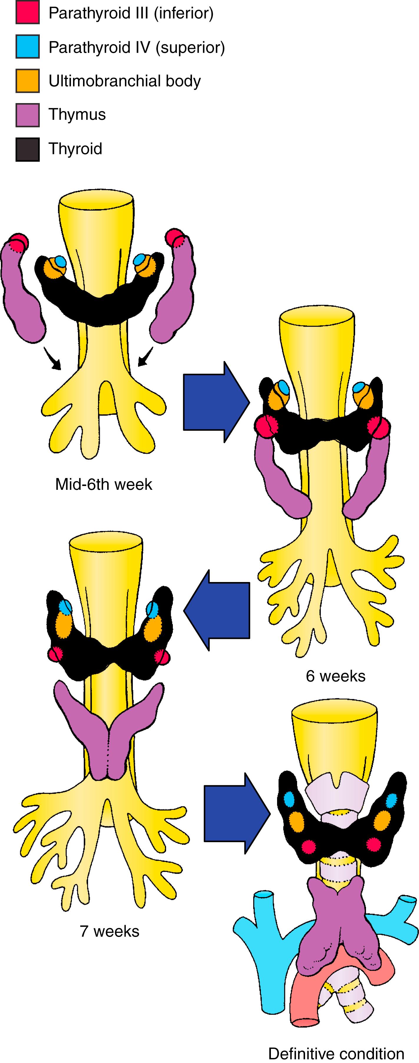 Fig. 23.6, Migration of pharyngeal pouch derivatives.