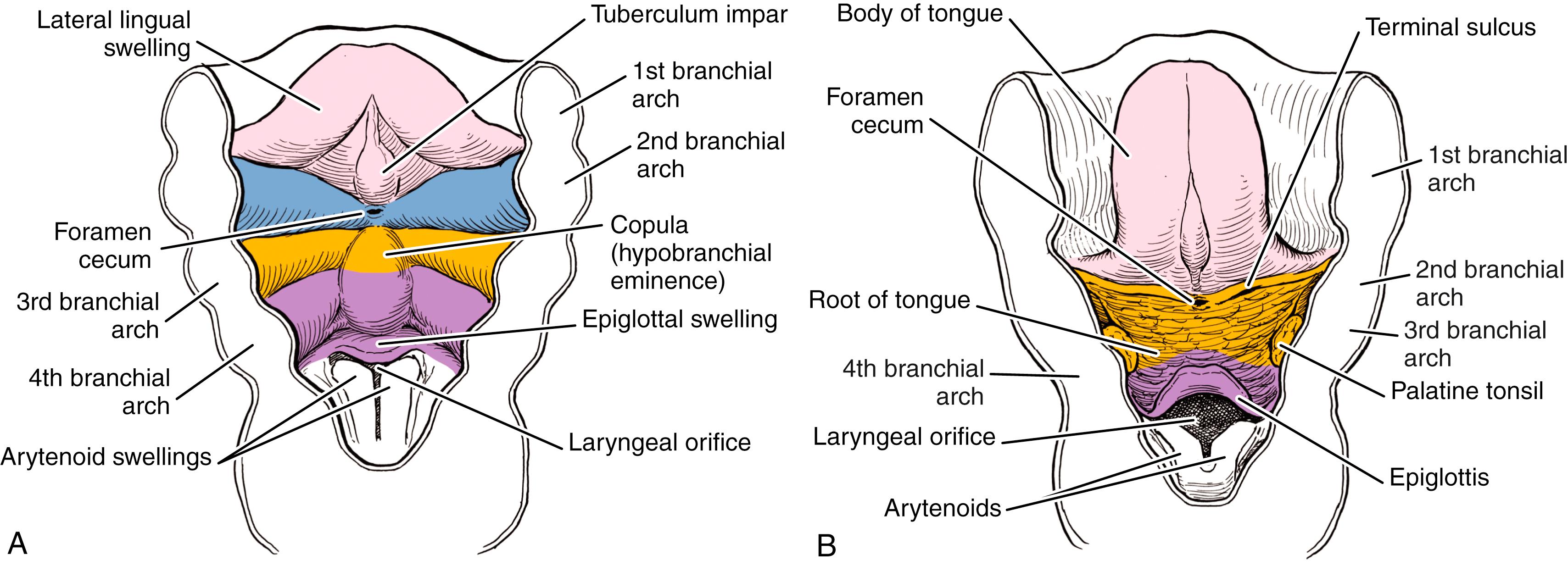 Fig. 23.7, Development of the tongue. (A) At weeks 4 to 5, the first arch forms the medial tuberculum impar and the lateral lingual swellings. The second, third, and fourth arches form the copula, or hypobranchial eminence. (B) The first arch forms the anterior tongue, whereas the third arch primarily contributes to the posterior tongue. The fourth arch forms the root of the tongue and epiglottis.