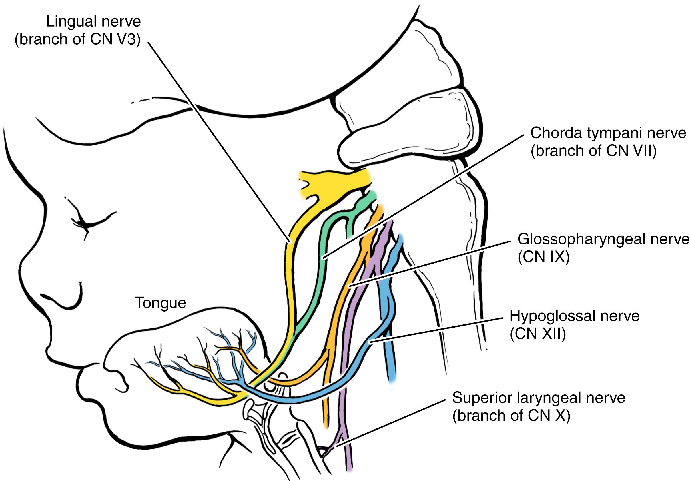 Fig. 23.8, Sensory and taste innervations of the tongue. CN, Cranial nerve.