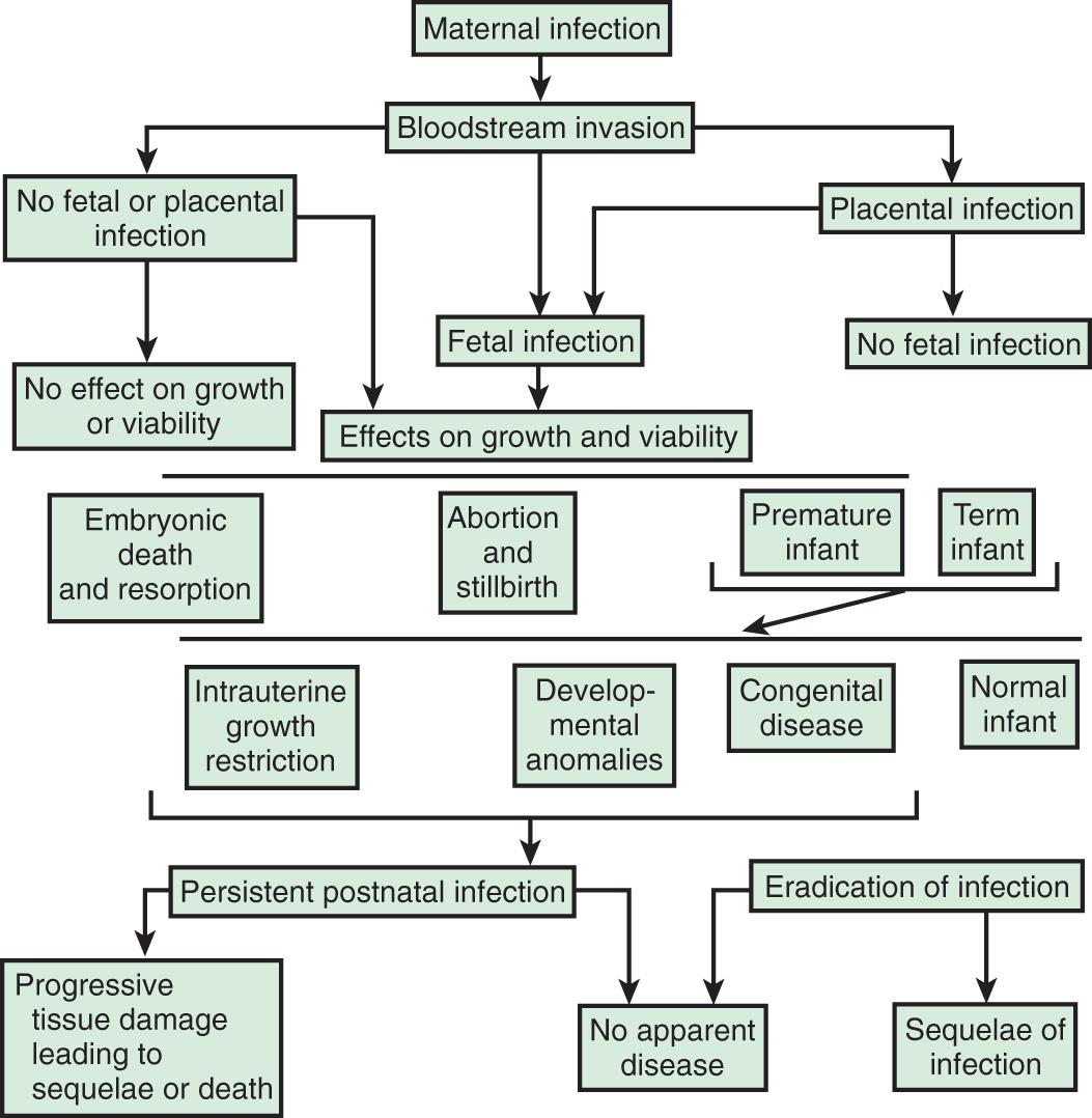 Fig. 131.1, Pathogenesis of hematogenous transplacental infections.