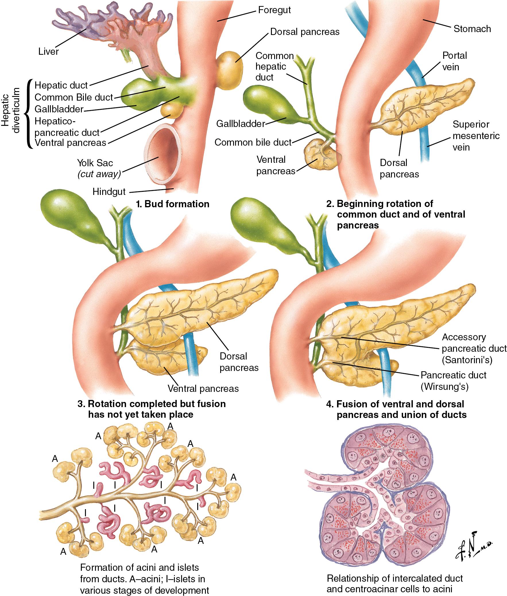 FIGURE 53.1, Embryologic development of the pancreas.