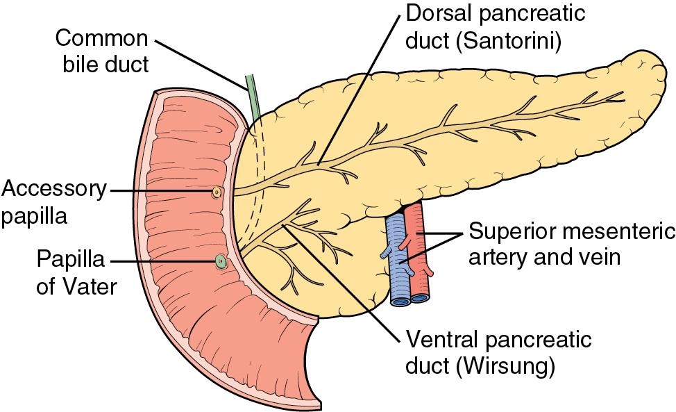 FIGURE 53.2, Pancreas divisum describes the incomplete fusion of the dorsal and ventral pancreatic ducts.