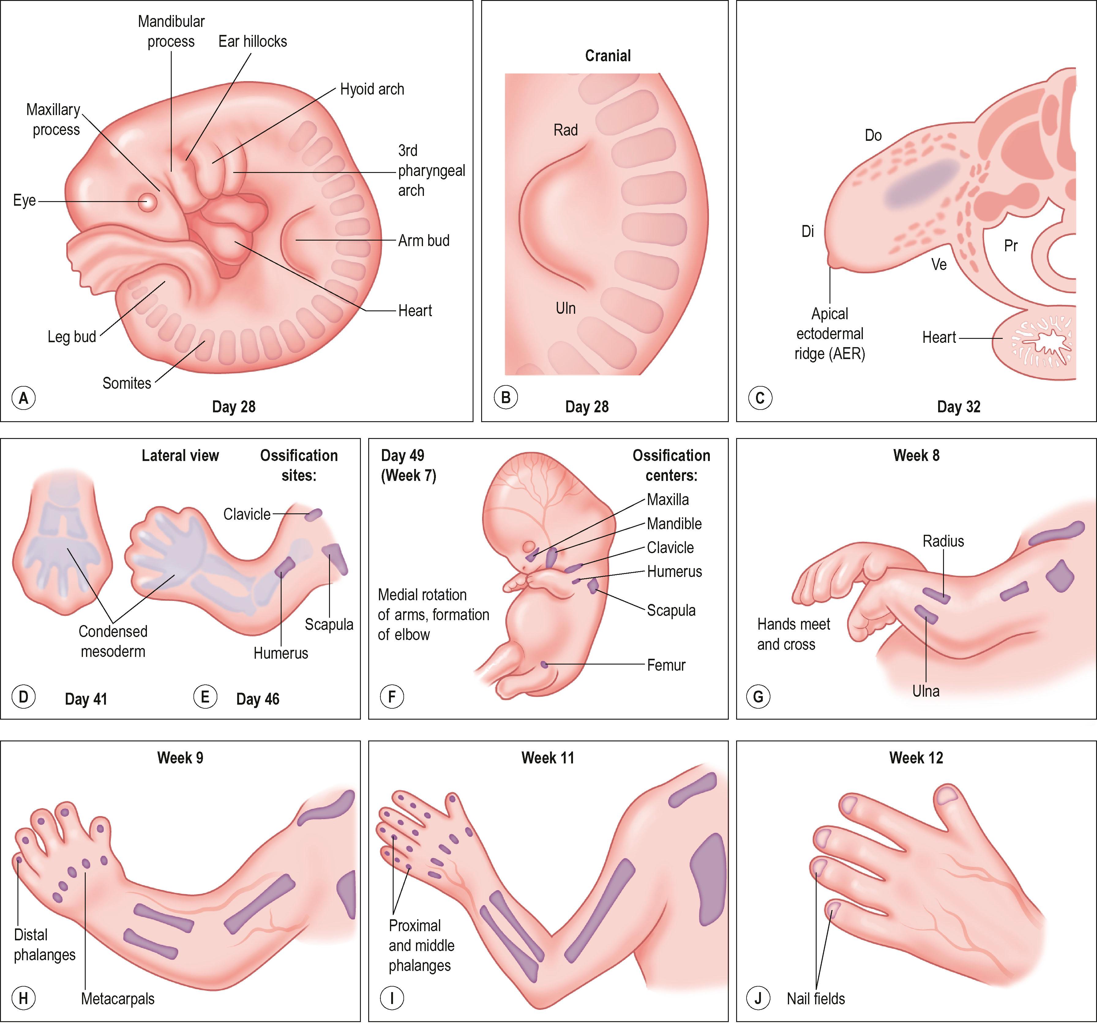 Figure 32.1, Upper limb and hand development. (A) Human embryo at Carnegie stage 13 (about 28 days of development), showing early limb buds. (B) Close-up dorsal view of the arm bud. The anterior or radial (Rad) aspect is cranial and the posterior or ulnar (Uln) aspect is caudal. (C) Cross-section through an upper limb bud at 32 days of development (Carnegie stage 14), showing dorsal (Do)–ventral (Ve) limb bud flattening and the thickened apical ectodermal ridge at the distal tip of the limb bud (that runs along the dorsal–ventral border from anterior to posterior). Pr, proximal; Di, distal. (D) The hand plate at 41 days of development (Carnegie stage 17). The scalloped edge conforms to the condensing digital mesenchyme. (E) Limb at 46 days of development (Carnegie stage 19). Separate fingers are evident. The proximal limb skeleton is well developed and ossification has begun in the humerus and shoulder girdle. (F) The embryo at 49 days of development (Carnegie stage 20), showing ossification centers in the upper limb, lower limb, and face. Note that upper limb development is more advanced than lower limb development. (G) Upper limbs at week 8 (Carnegie stage 22). The fingers are completely separate and ossification centers have developed in the forearm, i.e., radius and ulna. (H) The upper limb at week 9 (Carnegie stage 23). Metacarpal and distal phalangeal ossification has begun. (I) The upper limb at week 11. Ossification in proximal and middle phalanges is now evident in addition to distal phalanges and metacarpals. ( J ) The hand at week 12, showing developing nail fields (nails become visible during week 16).