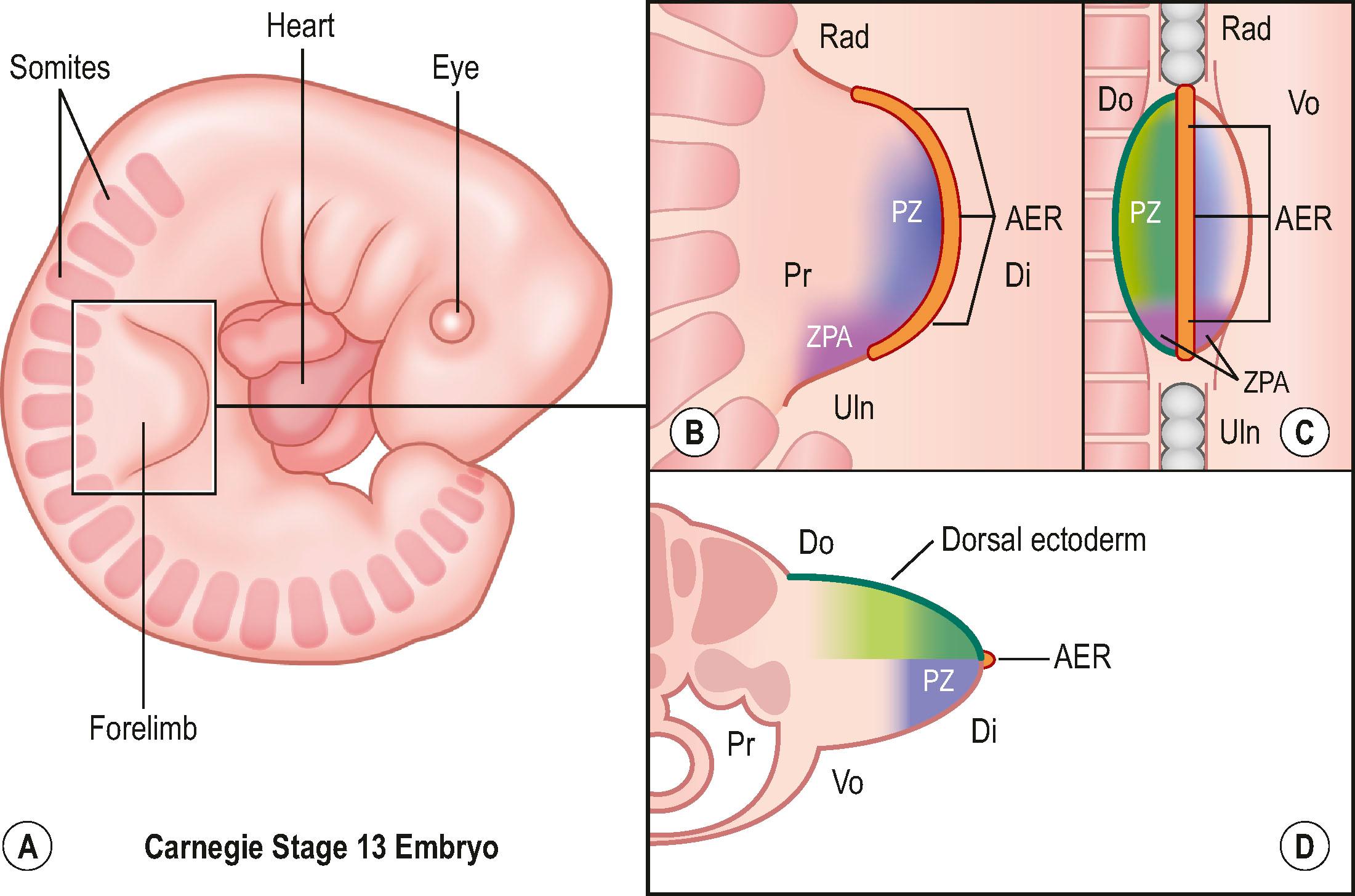 Figure 32.2, Limb bud coordinate axes and signaling centers. (A) The forelimb (boxed region) of a Carnegie stage 13 embryo depicting the three coordinate axes – each with its own signaling center (B–D) : the apical ectodermal ridge (AER) coordinating proximodistal (Pr–Di) outgrowth and differentiation; dorsovolar (Do–Vo) asymmetry is regulated by dorsal ectoderm; radioulnar asymmetry is controlled by the zone of polarizing activity (ZPA). Within the progress zone (PZ) the fate of mesodermal cells is determined by these signaling centers. The axes and signaling centers are shown in three different orientations: (B) dorsal view, (C) lateral, end-on view, and (D) axial cross-section.