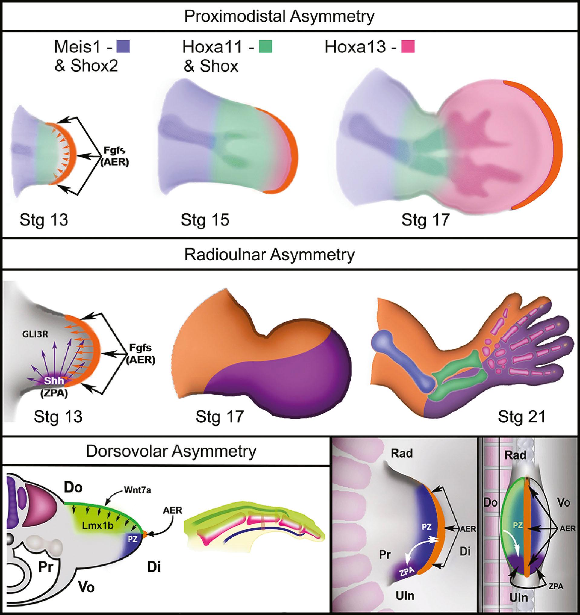 Figure 32.3, Morphologic impact of signaling centers. (Upper panel) Role of apical ectodermal ridge (AER)-related Fgfs (orange) on skeletal outgrowth (humerus, blue; radius and ulna, green; hand, magenta), showing progressive segment specification and segment specific markers (Meis1, Shox2, Hox11, Shox and Hoxa13). (Middle panel) Role of Shh secretion from the zone of polarizing activity (ZPA): influence on the forearm and digits (depicted in purple). (Lower left panel) Role of Wnt7a (medium green) and Lmx1b (light green), from the dorsal ectoderm and mesoderm respectively, in tendon and ligament formation in a digit. Do, Dorsal; Vo, volar; Pr, proximal; Di, distal; PZ, progress zone. (Lower right panel) Illustration depicting integration between signaling centers for coordinated limb patterning – reciprocal Shh–Fgf loop (black bidirectional arrow). Wnt7a influence on Shh expression (black unidirectional arrow). AER is also formed at the dorsal-ventral boundary. Rad, Radial; Uln, ulnar.