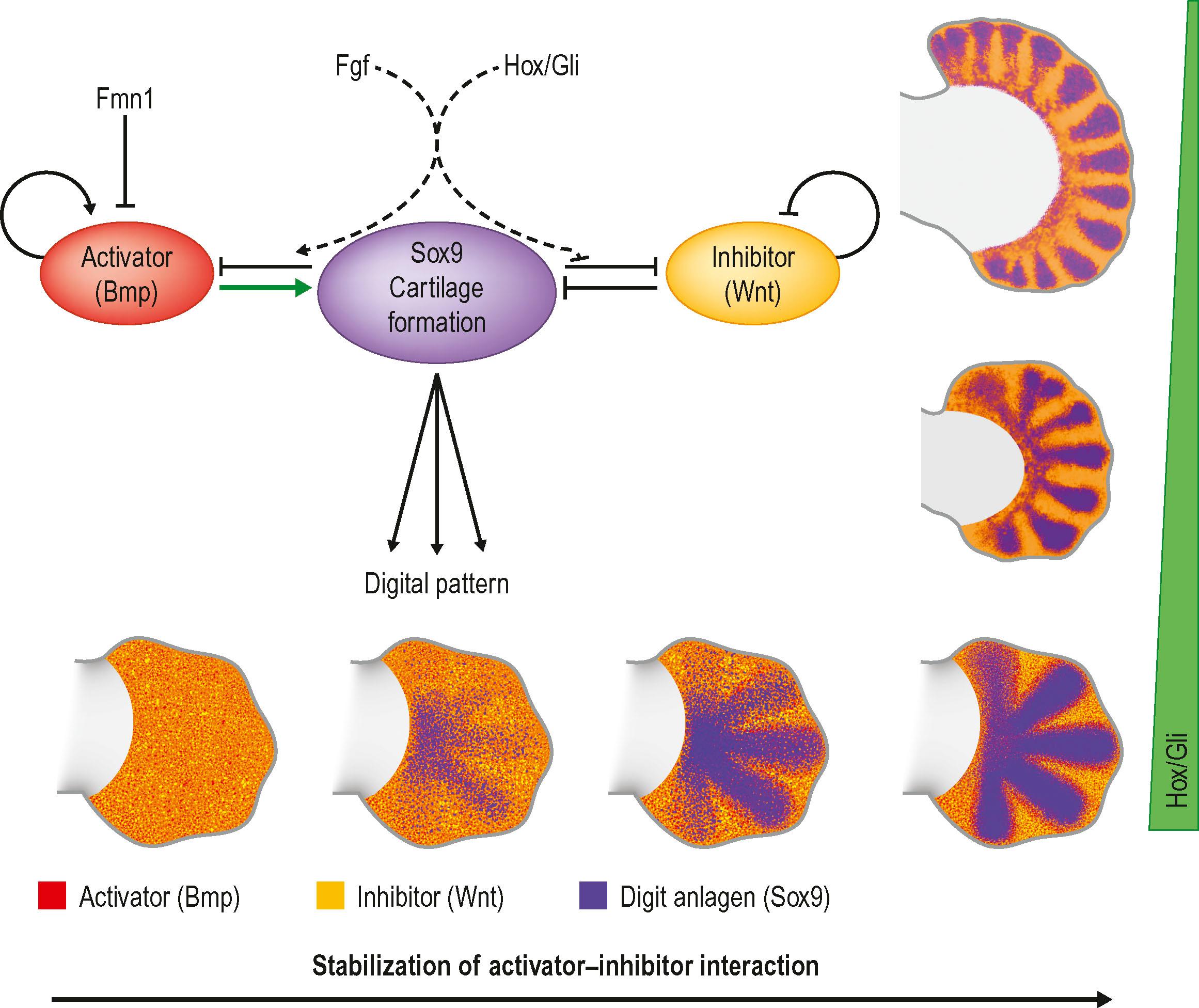 Figure 32.4, Determining the number of digits. An intrinsic Turing-like patterning mechanism for digit formation has been proposed using computational modeling and experimental evidence. 35 36 Upper left is a diagram of a diffusion-driven instability model proposed by Turing. In the limb, evidence suggests that Bmp (red) is the activator while Wnt (yellow) is the inhibitor of diffusion-driven instability. Both factors are regulating the expression of Sox9 (purple), the precursor of cartilage formation. Fgfs and the Hox/Gli pathway modulate the relative influence of the activator and inhibitor. Fgfs from the apical ectodermal ridge (AER) determine digit length and in concert with the distal Hox/Gli pathway limit digit number (green bar/gradient on the right). In addition, Fmn1 restricts Bmp expression and mutations in Fmn1 cause increased levels of Bmp with disruption of normal forearm (radioulnar synostosis) and hand (oligosyndactyly) patterning. 44 45 The bottom of the illustration has a series of hand plates (note hand plate development remains static in this illustration to aid in illustrating features of the model) that show the progression from fluctuating activator-inhibitor interactions (noise) to a stabilized 5-digit pattern. On the right, progressive loss of digit suppressing HOX/GLI transcription factors (green bar) causes an increase in the number of digits patterned by the autonomous patterning mechanism.