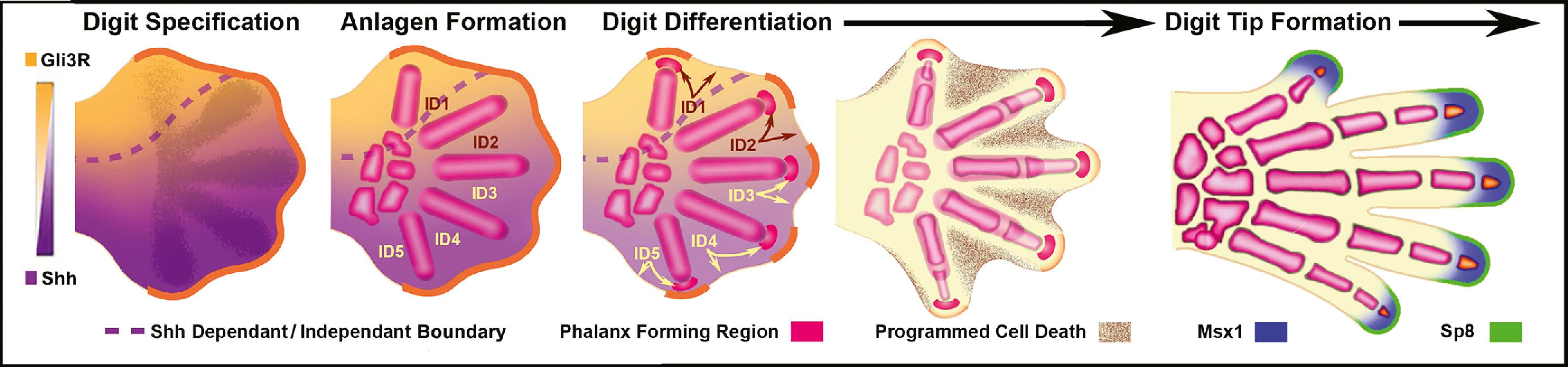 Figure 32.5, Hand plate development. After the digit number has been established by intrinsic Turing patterning, the Shh pathway (with Gli3 repressor counter gradients) defines dependent/independent domains (boundaries indicated by dashed line) that determine digit morphologies. Interdigital mesoderm (ID1–ID5) regulates regression of the overlying apical ectodermal ridge (AER; orange) and digit morphologies of the adjacent anterior condensing digit via the phalanx-forming region (PFR; magenta) capping the distal tip of each anlagen. The PFR, in concert with the AER, determines phalanx size, length and joint position. The interdigital tissue subsequently undergoes Bmp-mediated programmed cell death (speckled regions). As the AER overlying the digit regresses, the distal or ungual phalanx forms and is demarcated by expression of mesodermal Msx1 (blue) and ectodermal Sp8 (green).