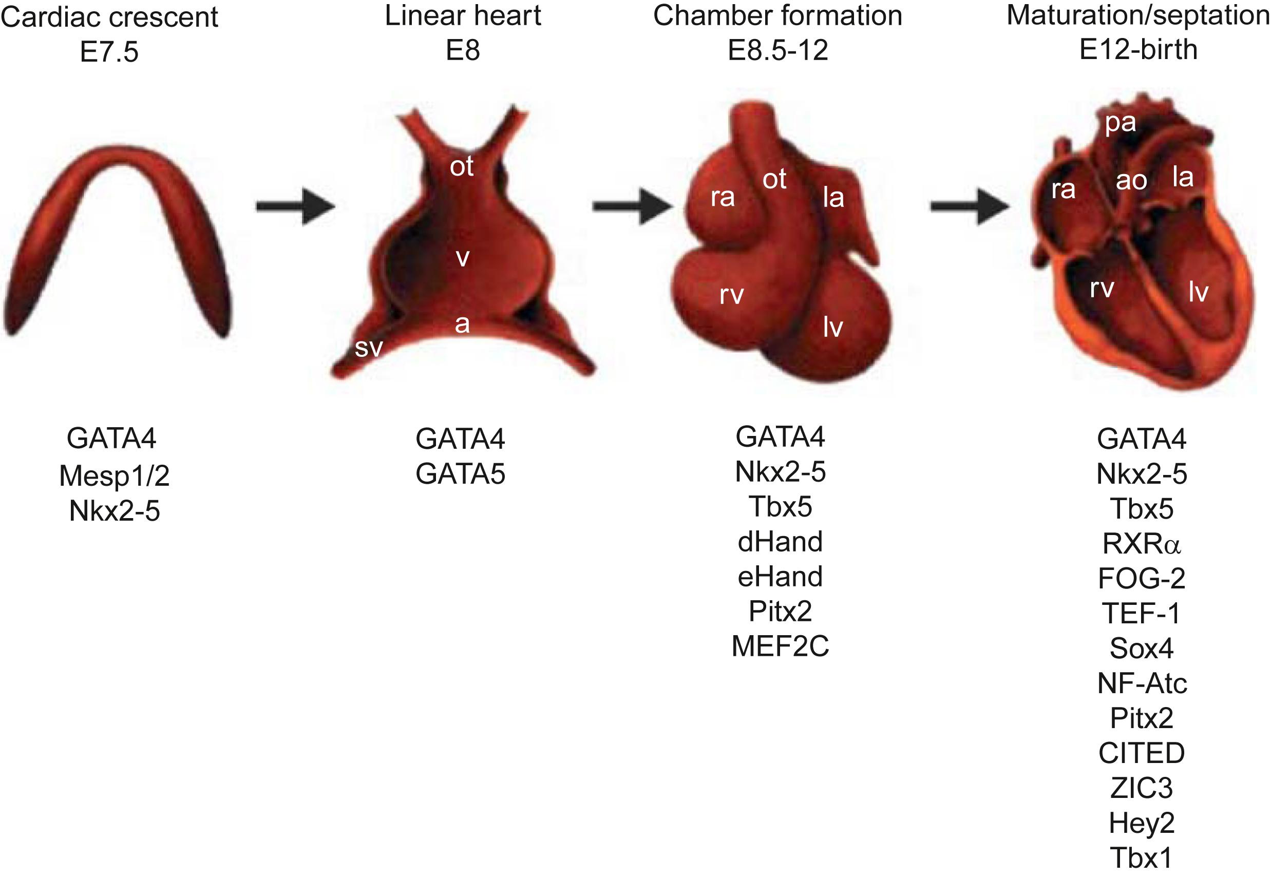 Figure 6.1, Schematic representations of the major stages of heart development. The indicated embryonic days (E) correspond to mouse embryos. Except for GATA-5 (zebrafish), the role of the indicated transcriptional factors (TFs) was identified mostly through mouse genetics. a, Atria; a o , aorta; la, left atrium; lv, left ventricle; ot, outflow tract; pa, pulmonary aorta/trunk; ra, right atrium; rv, right ventricle; sv, sinus venosus; v, ventricle.