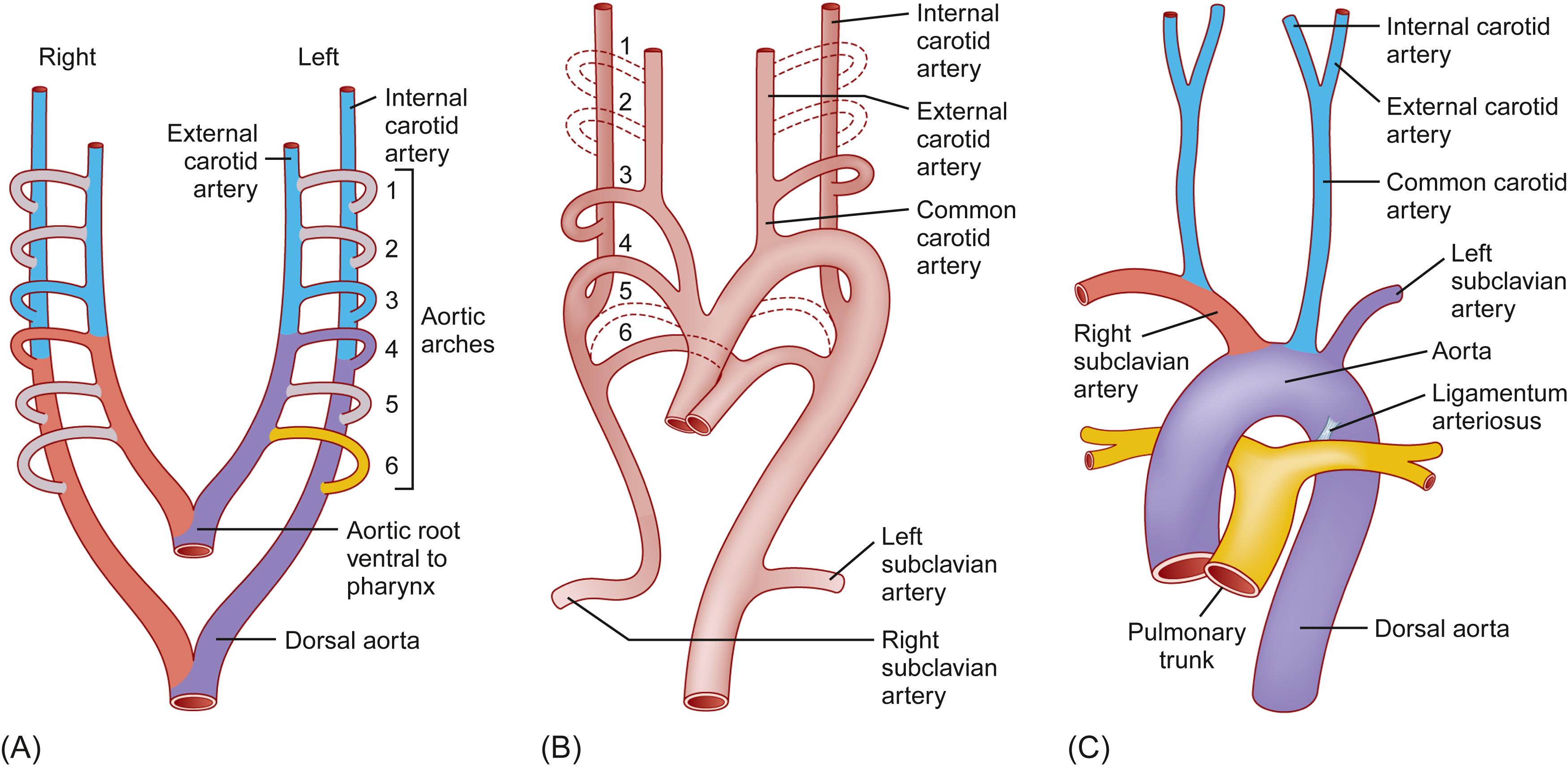 Figure 6.6, Changes which occur in embryonic aortic arches. First aortic arches form portions of the maxillary and external carotid arteries; second arches form stapedial arteries; third arches form common carotid arteries and portions of the internal carotid arteries; fourth arches form aortic arch on the left, proximal subclavian artery on the right; fifth arches are absent or rudimentary in the adult; and sixth arches form portions of the right and left pulmonary arteries and ductus arteriosus on the left. Thus the important contributions are from the third, fourth, and sixth arches. (A) Embryonic aortic arch system. (B) Embryonic modifications of aortic arches. (C) Adult derivates of aortic arches.