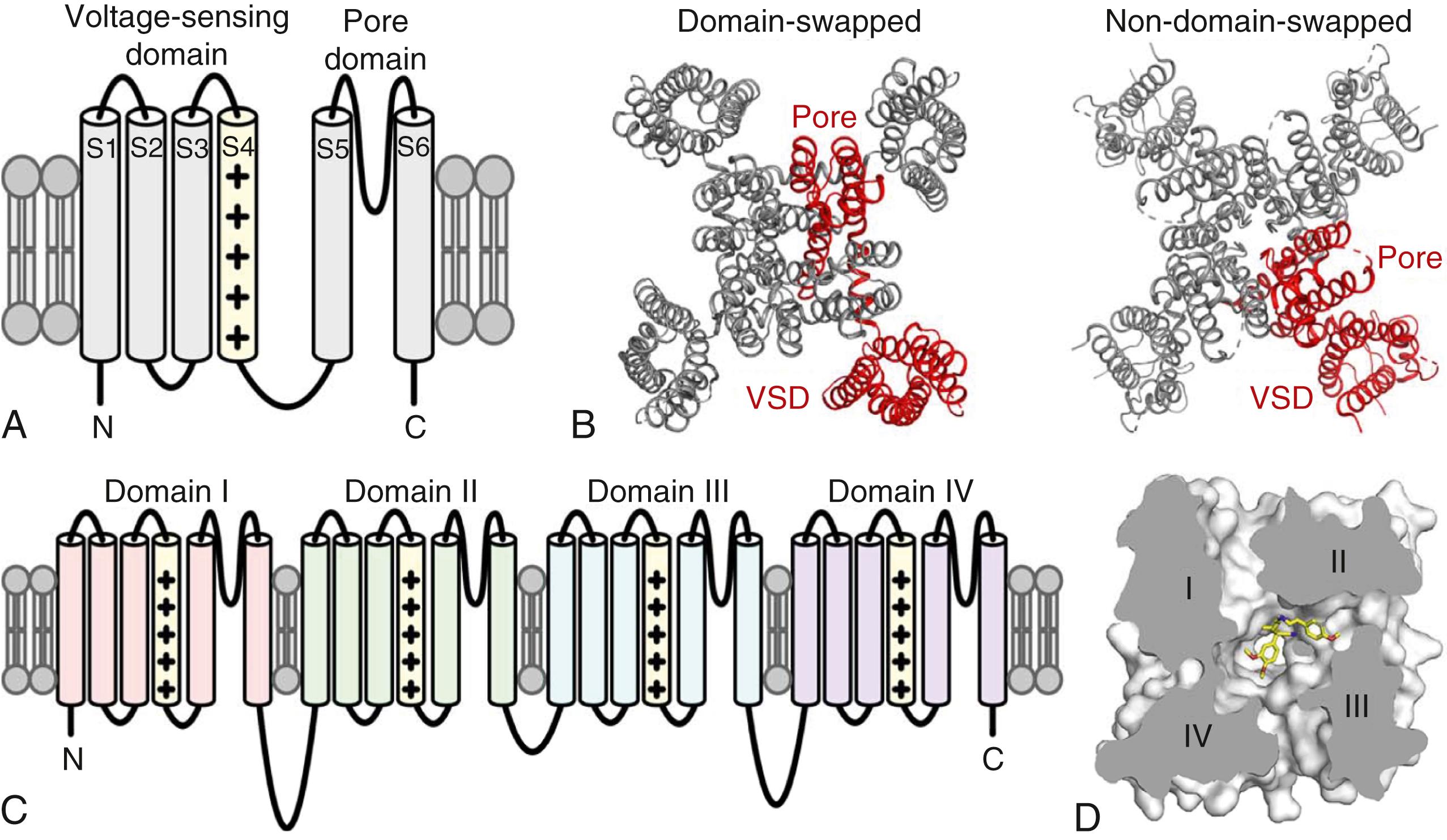 Fig. 19.1, Topology and structures of voltage-gated ion channels.