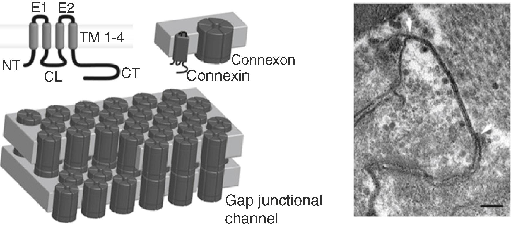 Fig. 15.2, Connexin topology, channel and gap junction formation.