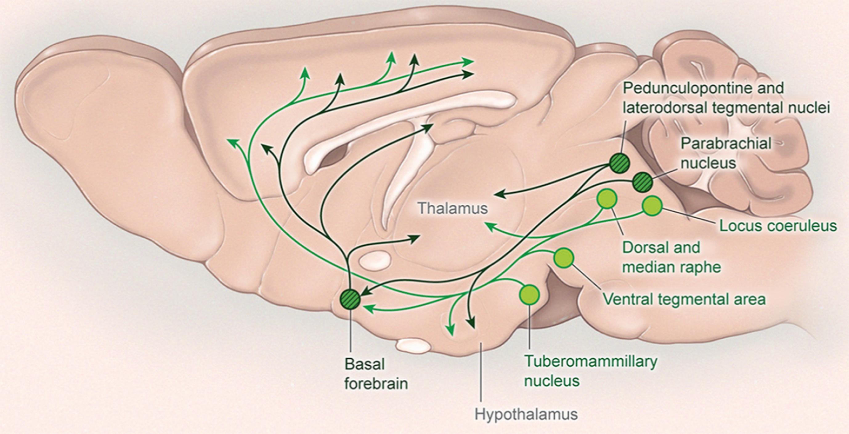 Fig. 9.1, Neurobiology of wakefulness. Multiple neurochemical systems in subcortical regions (shown here in rodent brain) promote arousal and activation of the cortex. Monoaminergic neurons (light green) in the rostral brainstem and caudal hypothalamus innervate the cortex as well as many subcortical regions including the hypothalamus and thalamus. These monoaminergic regions include noradrenergic neurons (locus coeruleus), serotonergic neurons (dorsal and median raphe nuclei), dopaminergic neurons (ventral tegmental area), and histaminergic neurons (tuberomammillary nucleus). Wake-promoting signals also arise from cholinergic regions (dark green with hatching) , including the pedunculopontine and laterodorsal tegmental nuclei and basal forebrain. General anesthetics have been demonstrated to suppress many of these regions.
