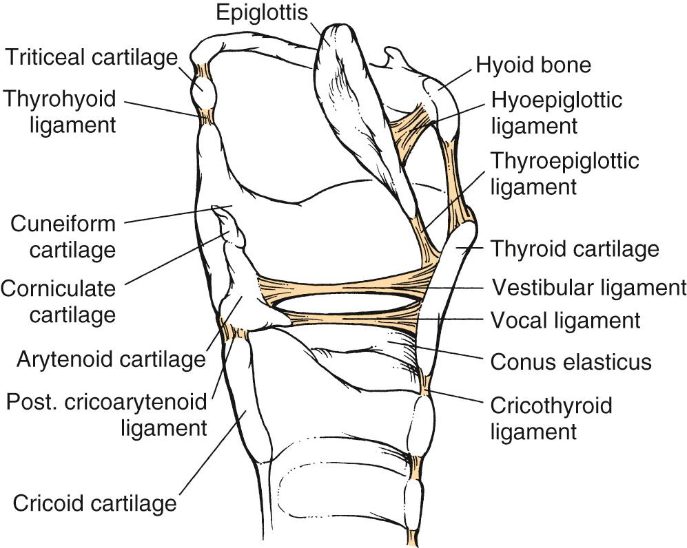 Fig. 108.2, Midline sagittal representation of the larynx highlighting ligamental structure.