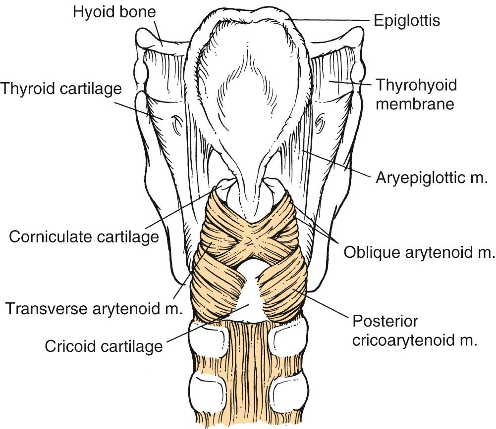 Fig. 108.3, Posterior representation of the larynx highlighting intrinsic laryngeal muscles.