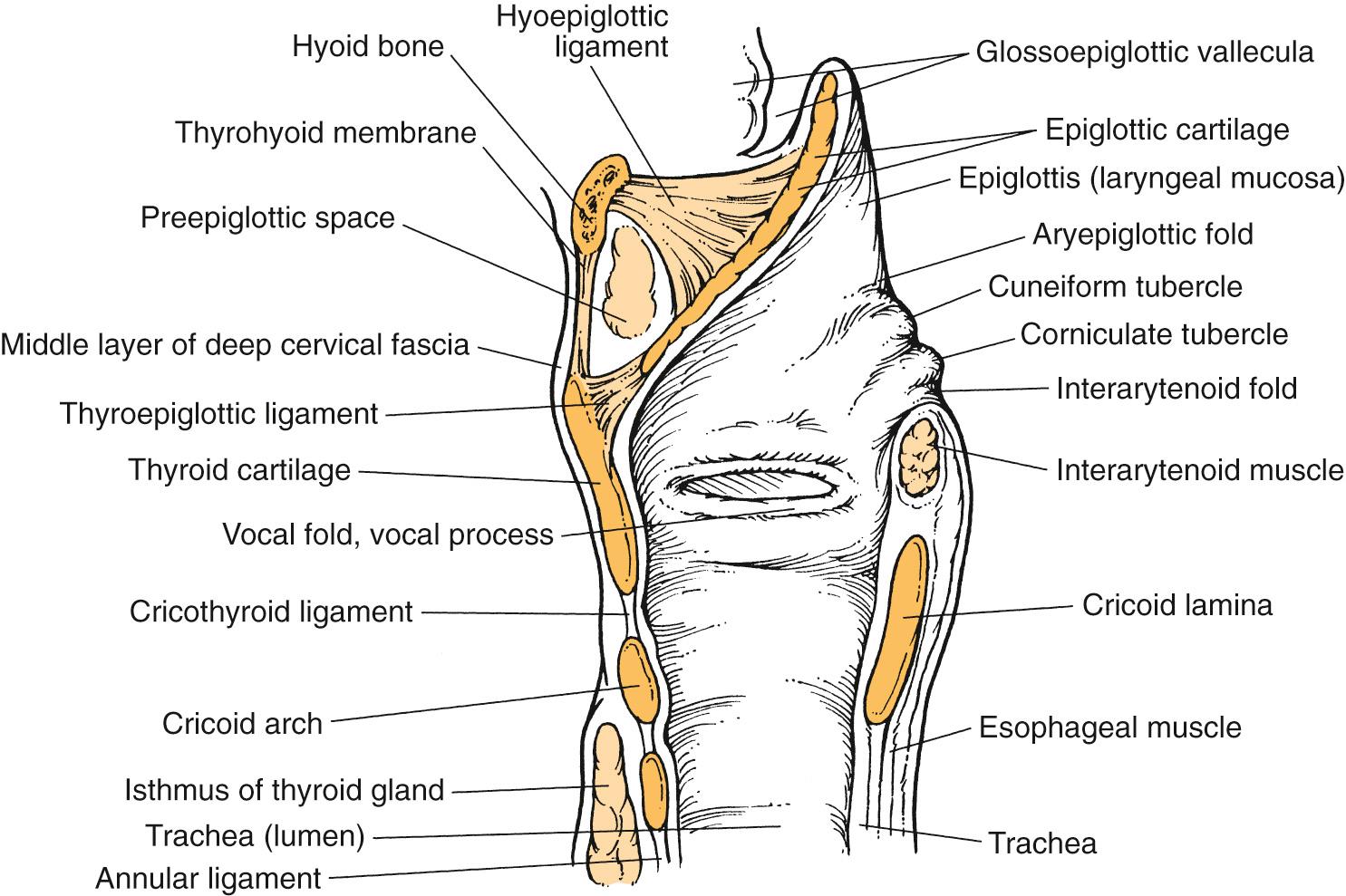Fig. 108.5, Midline sagittal representation of the larynx anatomy.