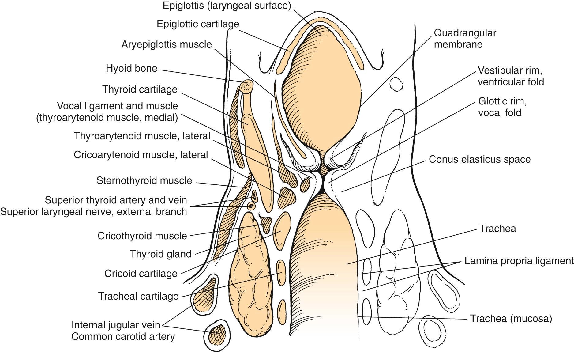 Fig. 108.6, Coronal section through the larynx at the midcord level.