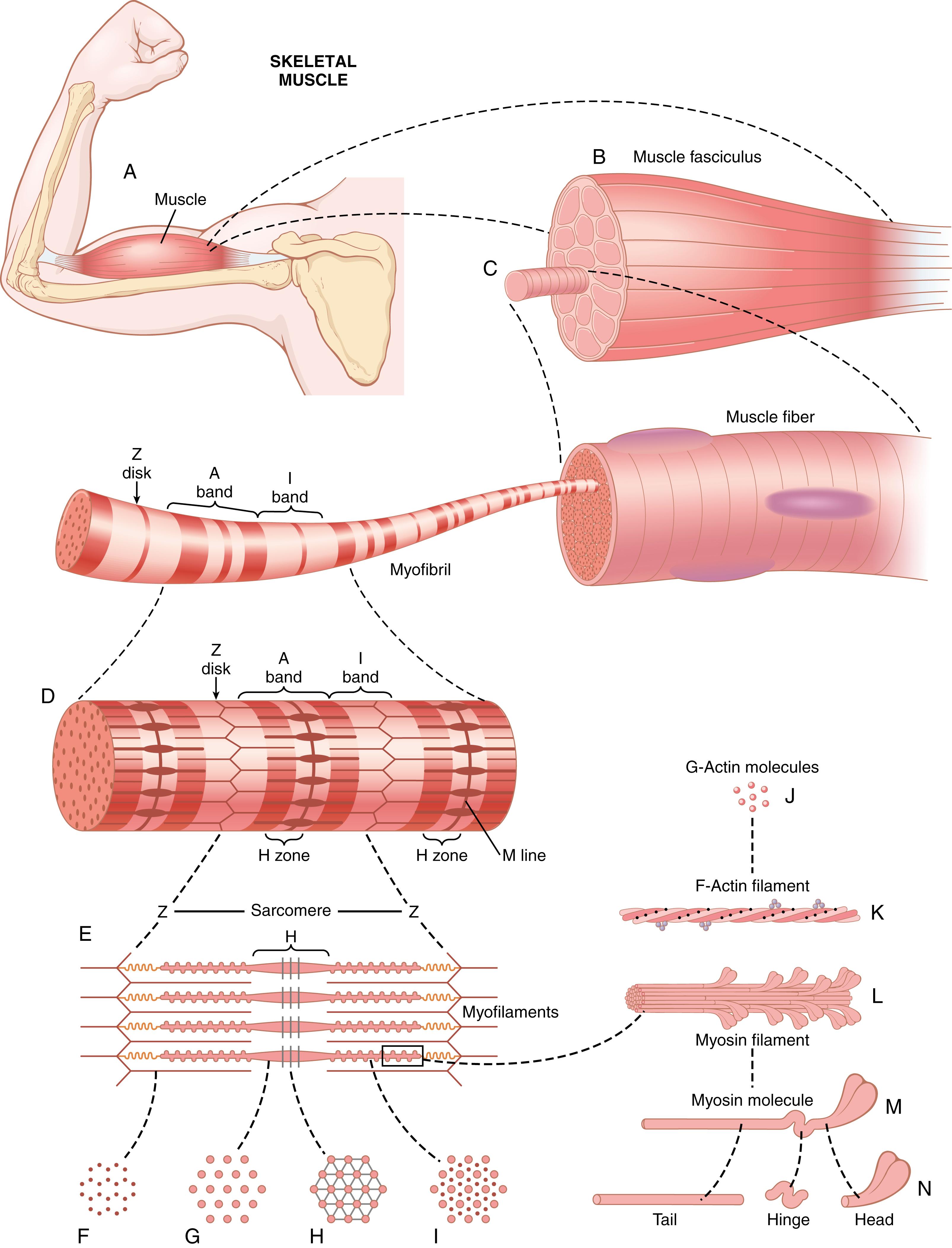 Figure 6-1, A–E, Organization of skeletal muscle, from the gross to the molecular level. F–I, Cross sections at the levels indicated.