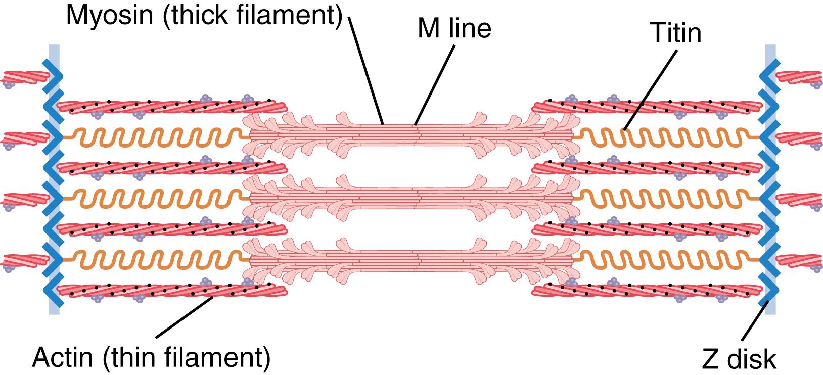 Figure 6-3, Organization of proteins in a sarcomere. Each titin molecule extends from the Z disk to the M line. Part of the titin molecule is closely associated with the myosin thick filament, whereas the rest of the molecule is springy and changes length as the sarcomere contracts and relaxes.